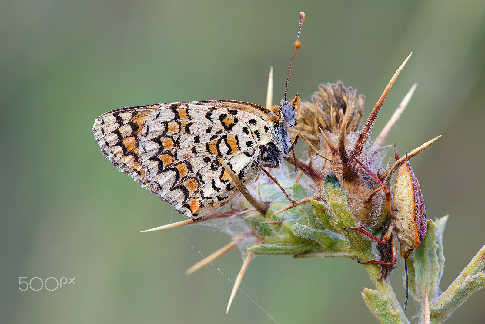 Sigma 150mm F2.8 EX DG Macro HSM sample photo. Jerusalem nymph photography