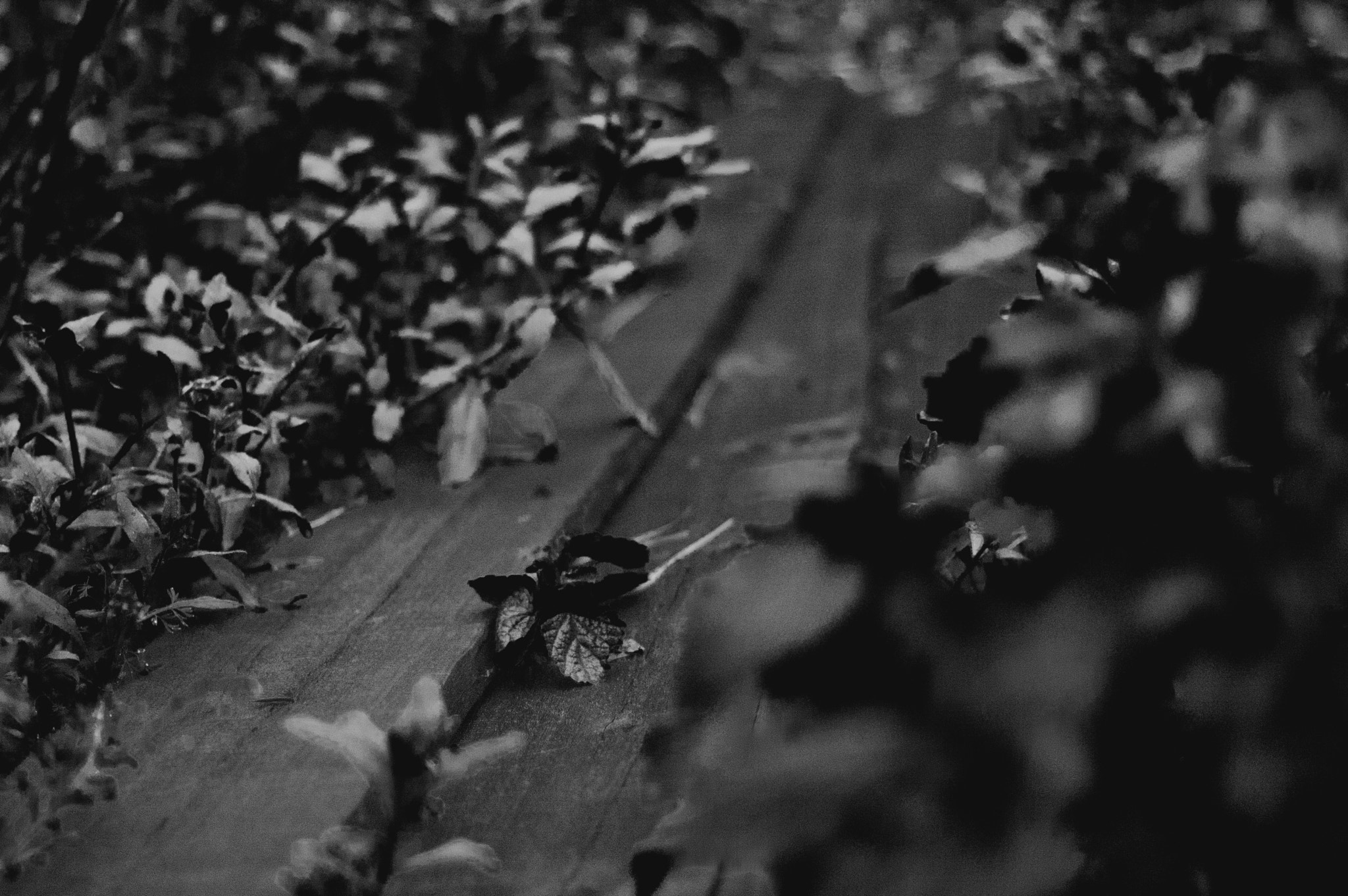 Nikon D70 + Nikon AF Nikkor 50mm F1.8D sample photo. Dsc_0098.jpg photography
