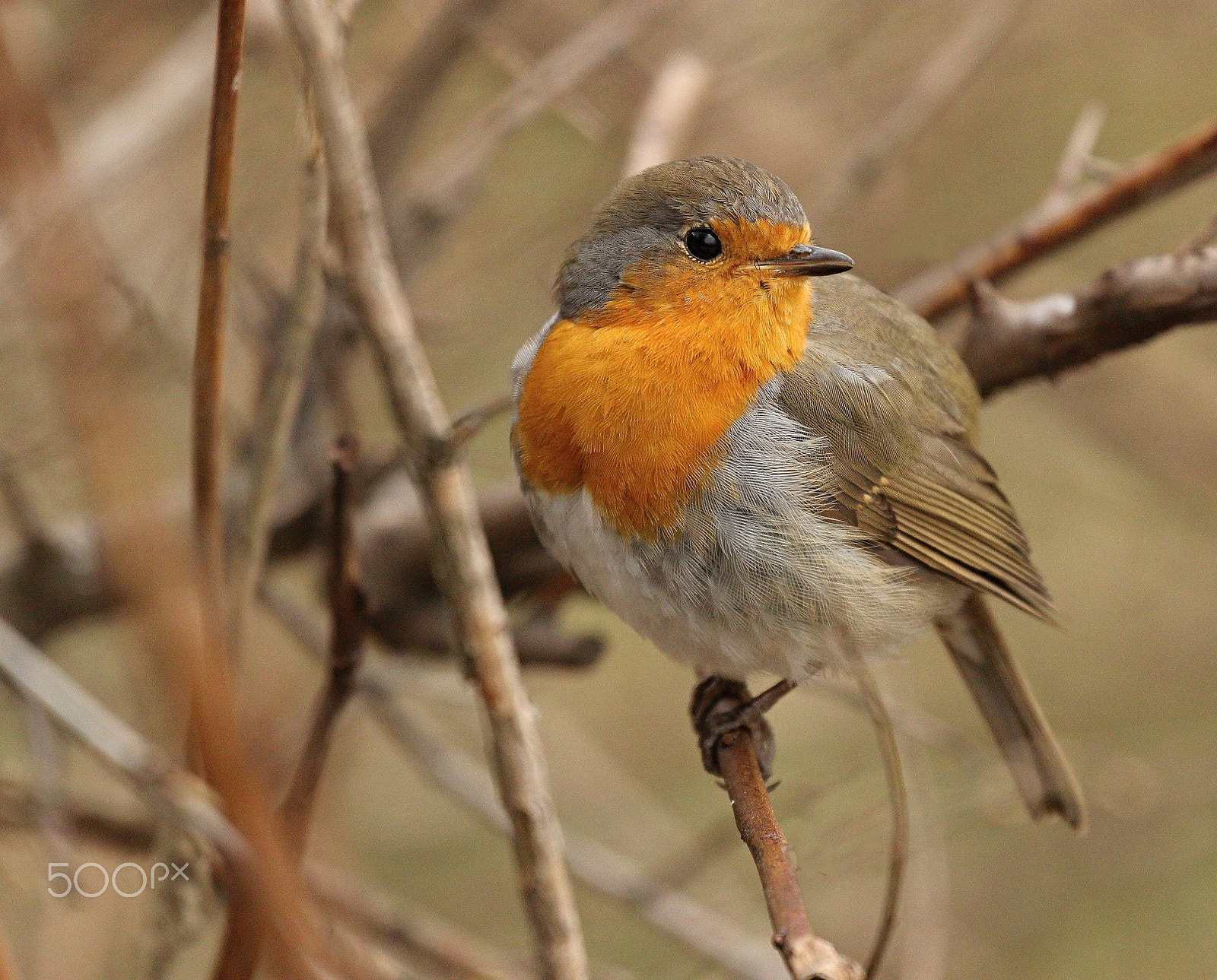Canon EF 70-300mm F4-5.6L IS USM sample photo. Robin photography