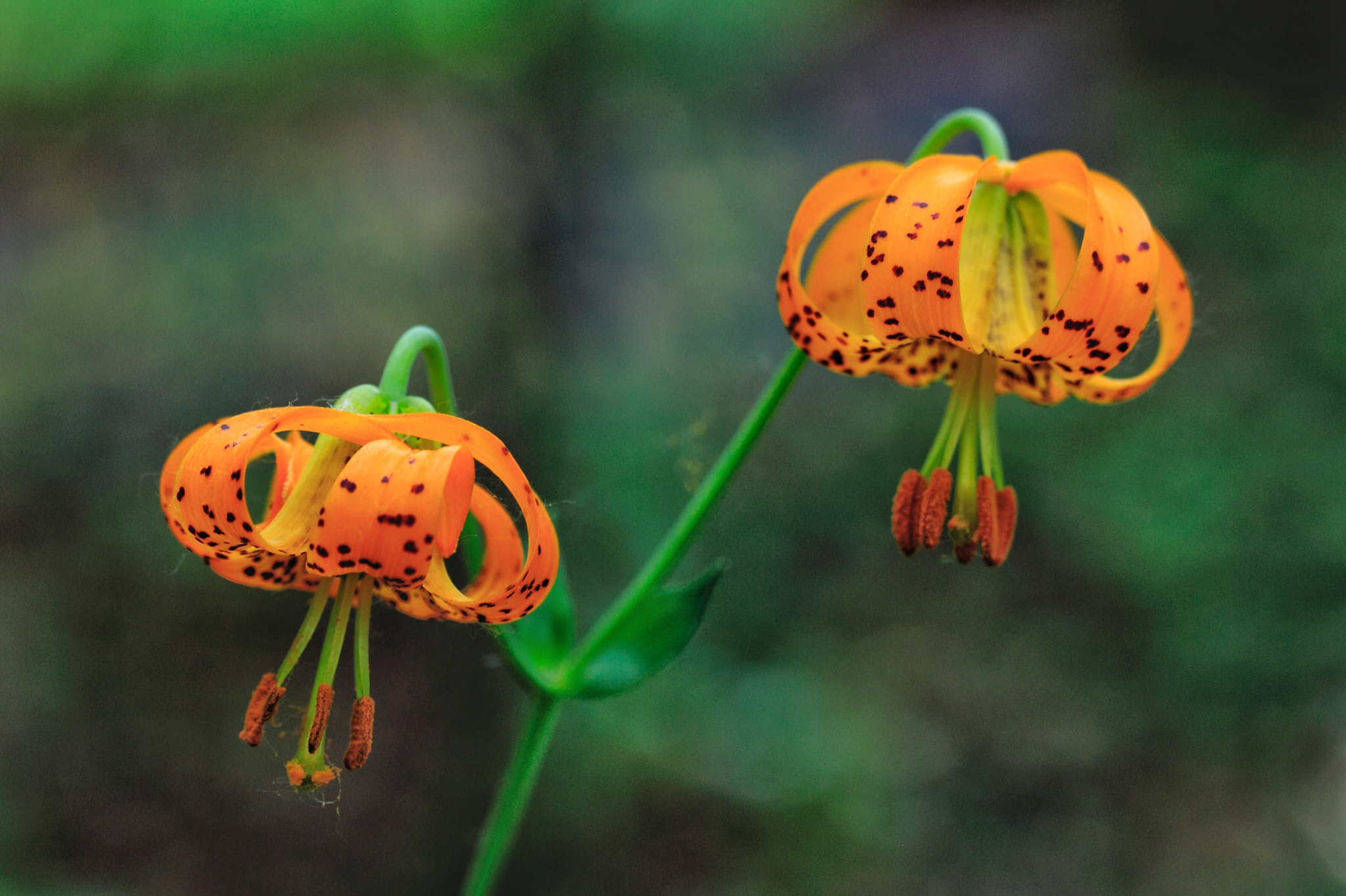Canon EF-S 60mm F2.8 Macro USM sample photo. Tiger lily photography