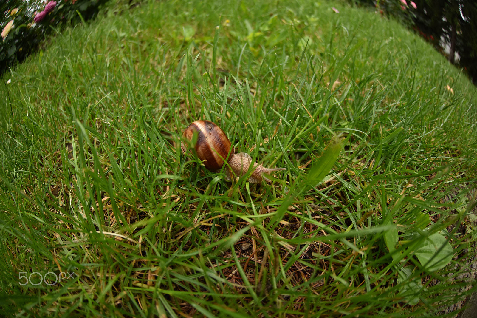Nikon D7200 + Zeiss Milvus 35mm f/2 sample photo. Snail in the rain.jpg photography
