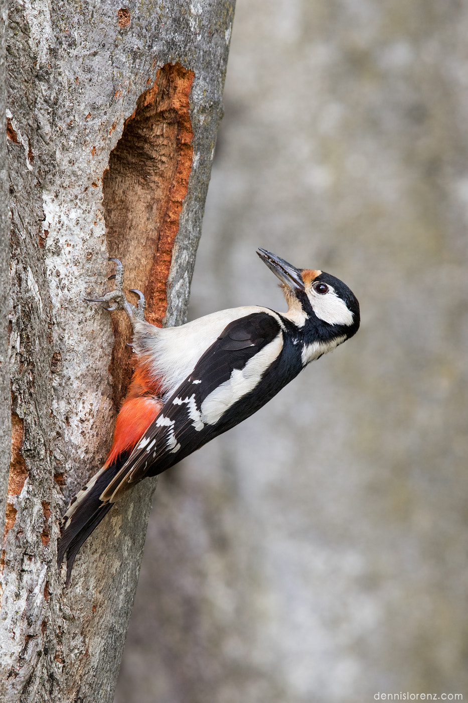 Canon EF 600mm F4L IS II USM sample photo. Greater spotted woodpecker | buntspecht photography
