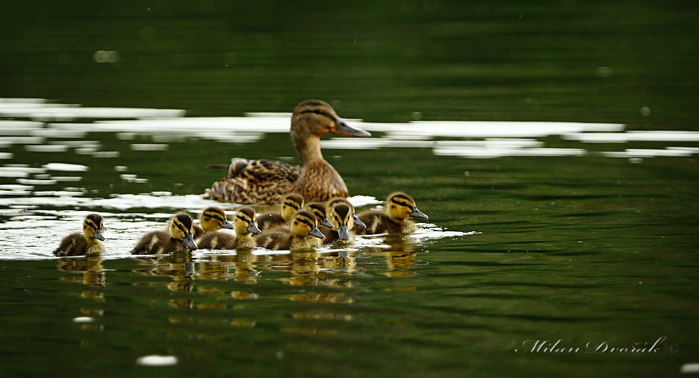 Canon EOS 7D Mark II + Canon EF 300mm F2.8L IS USM sample photo. 10 + 1 photography