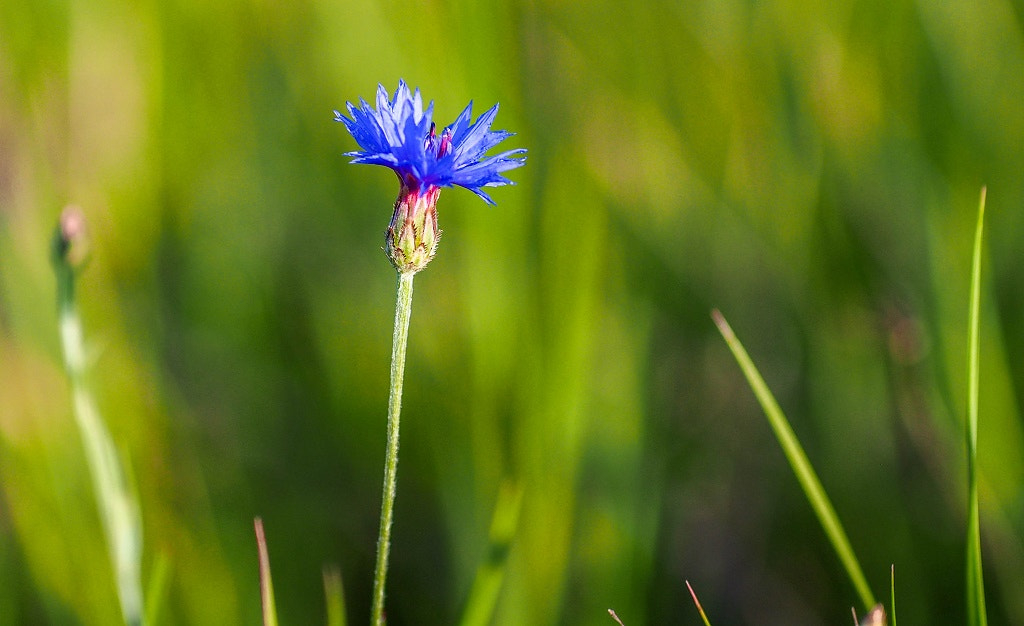 Olympus PEN E-PL5 + Sigma 60mm F2.8 DN Art sample photo. Olympus digital camera photography