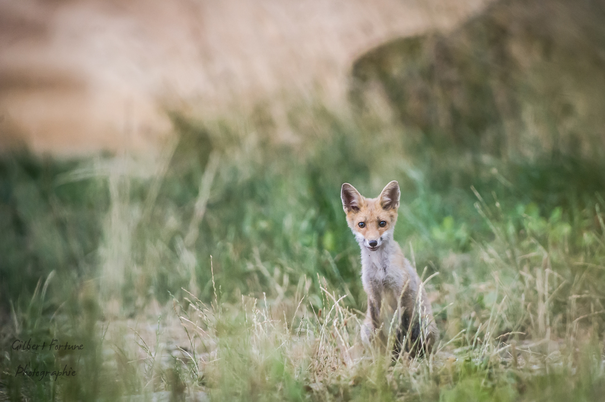 Nikon AF-S Nikkor 300mm F2.8G ED VR II sample photo. Jeune renard i photography
