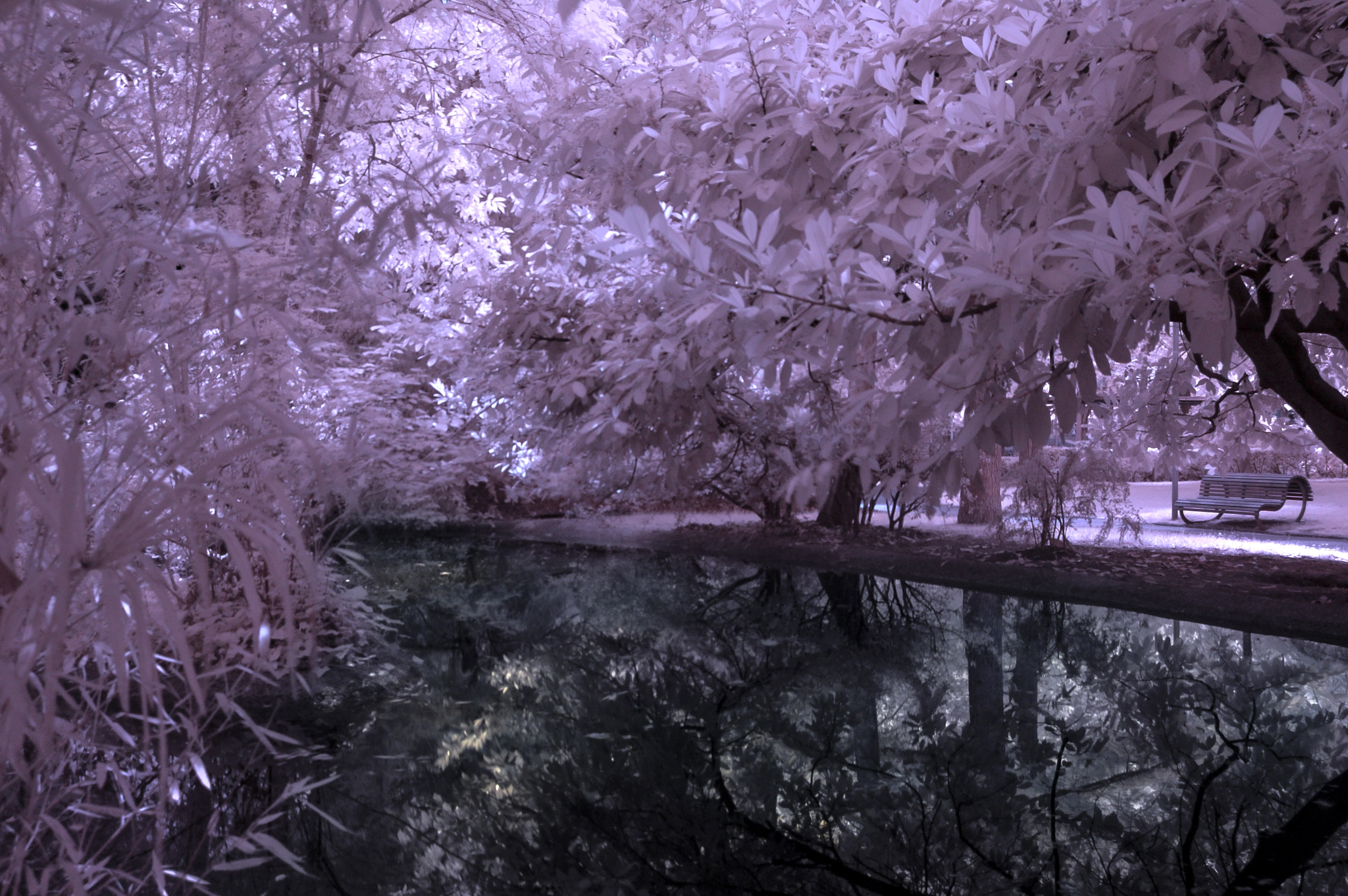 Nikon D50 sample photo. Irlago florida photography