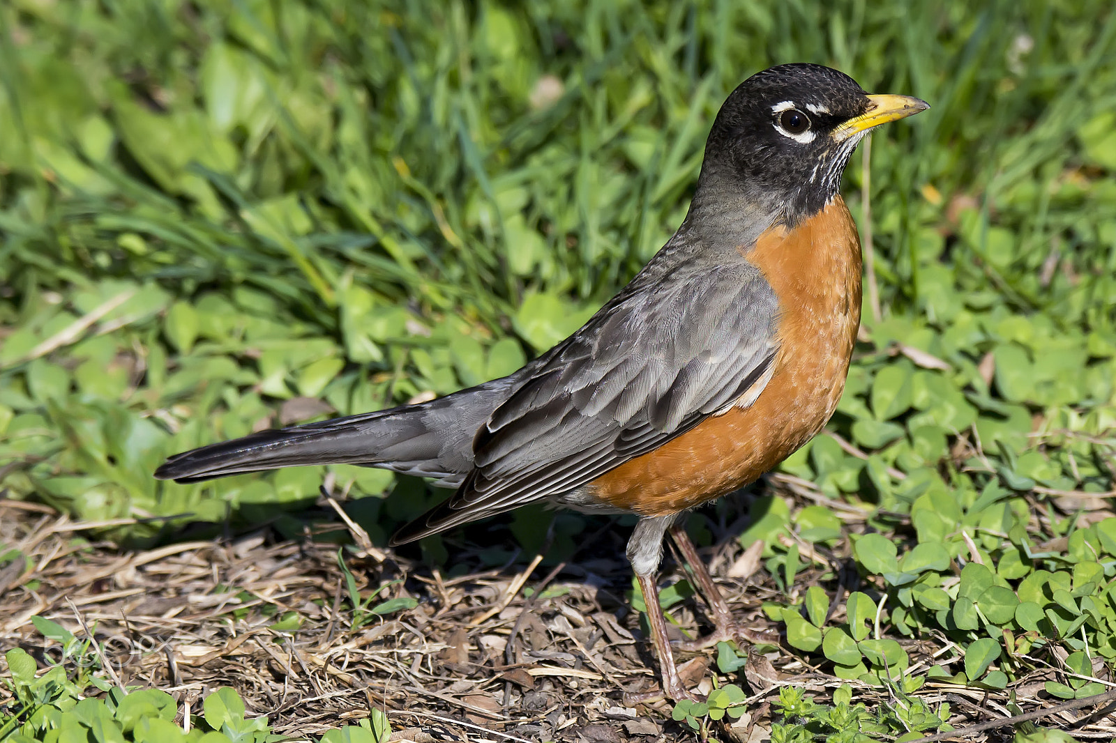 Tamron SP 150-600mm F5-6.3 Di VC USD sample photo. American robin in the grass photography