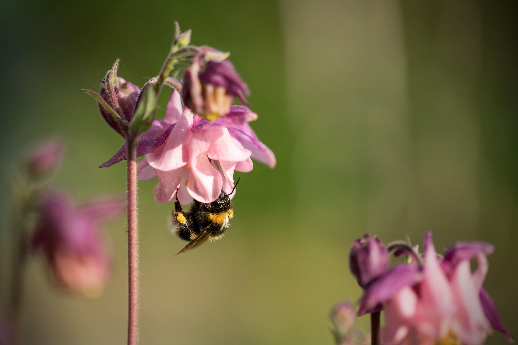 Sony a7R II + Canon EF 100mm F2.8L Macro IS USM sample photo. Bumble bee photography