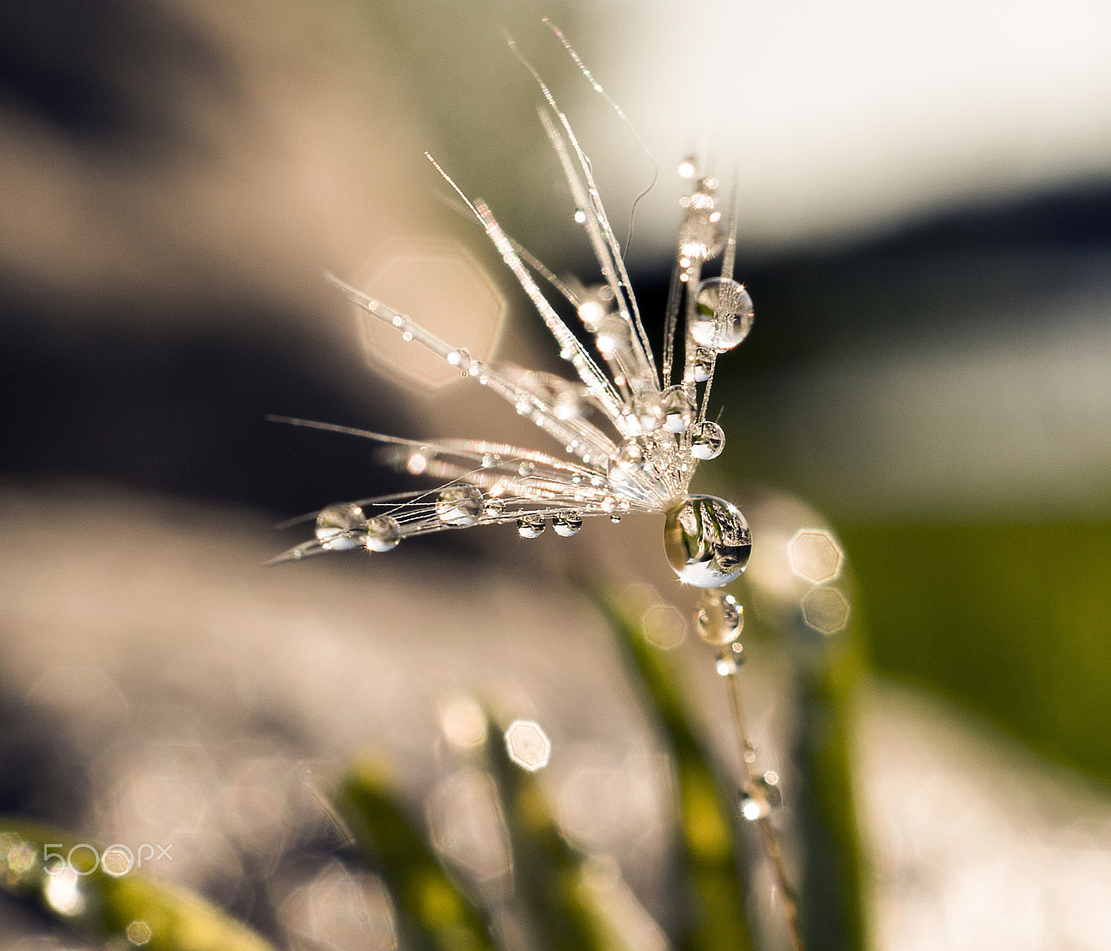 Sony DT 30mm F2.8 Macro SAM sample photo. Drops photography