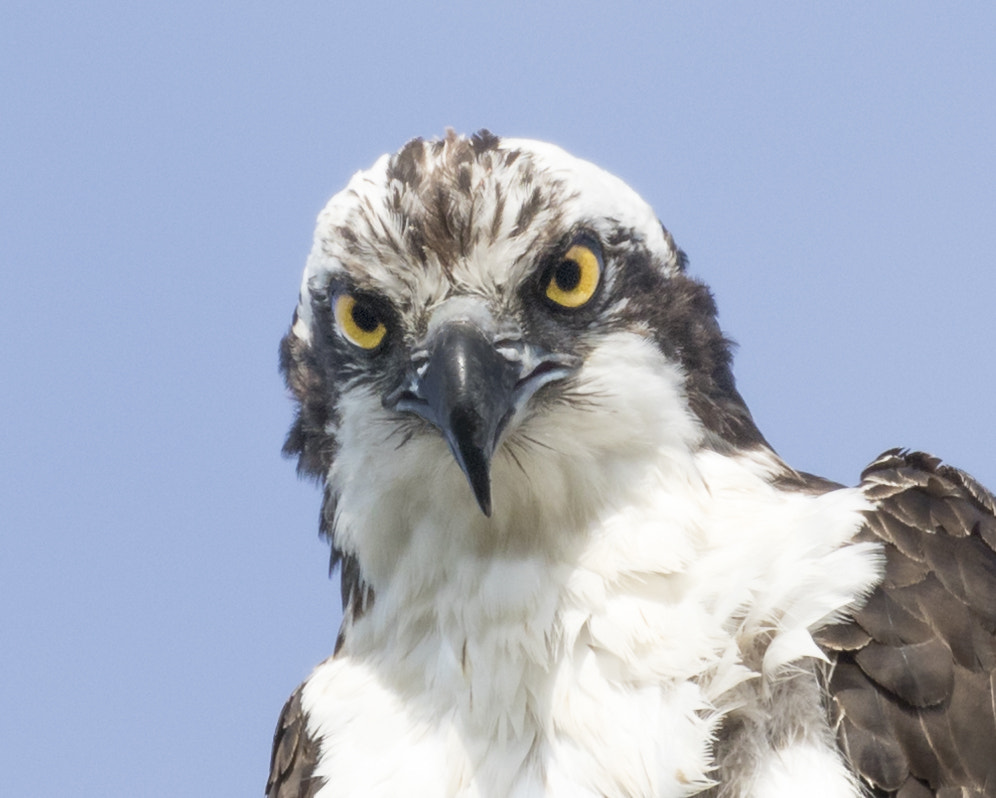 Canon EOS 7D Mark II + Canon EF 100-400mm F4.5-5.6L IS II USM sample photo. Osprey stare photography