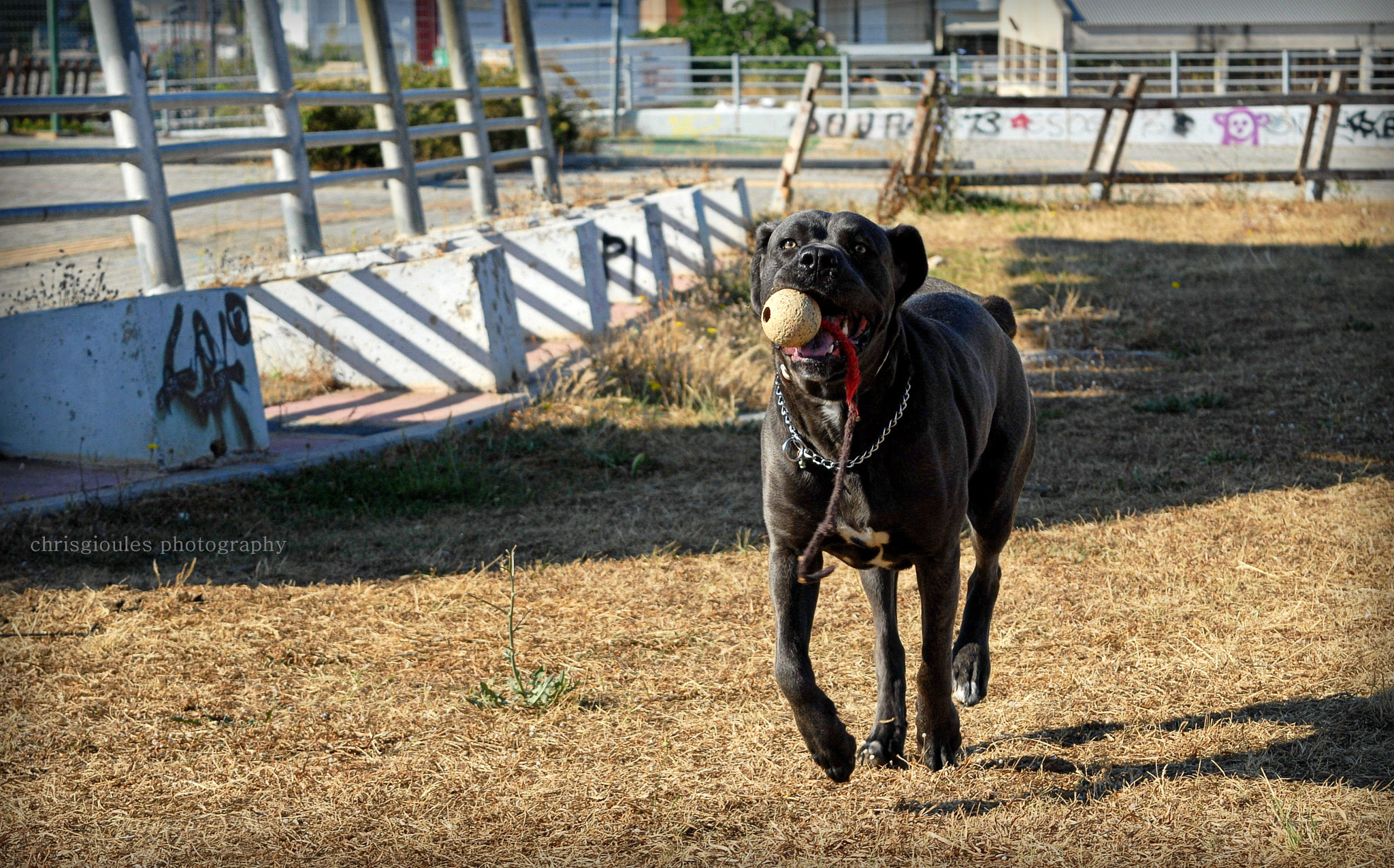 Nikon D200 sample photo. Play time with hera photography