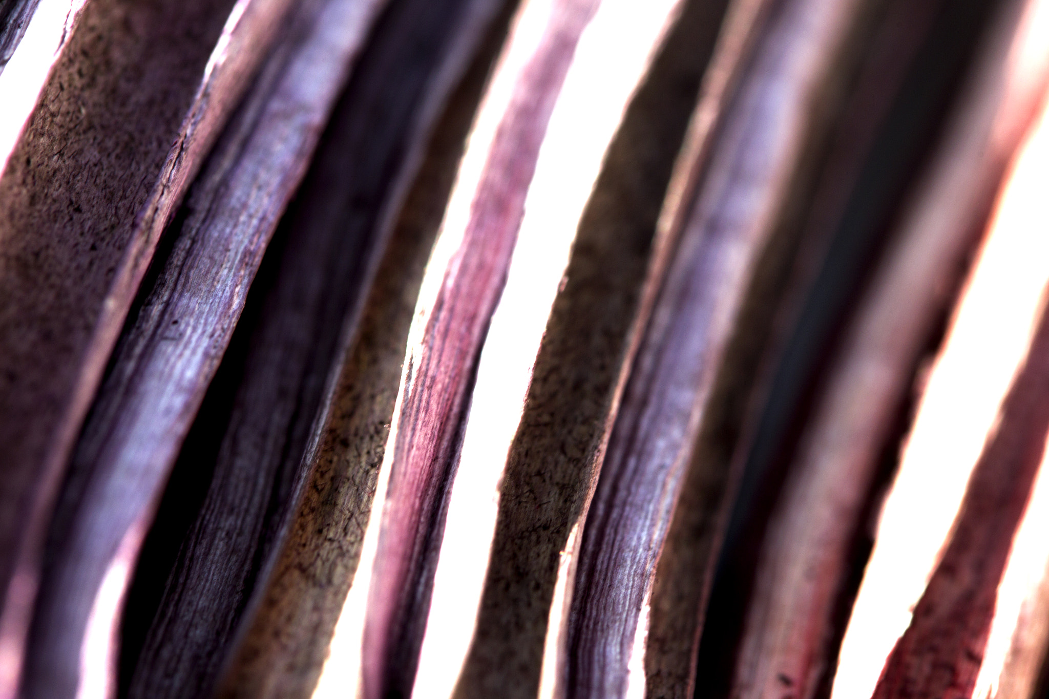 Canon EOS-1D Mark IV sample photo. Purple shades photography