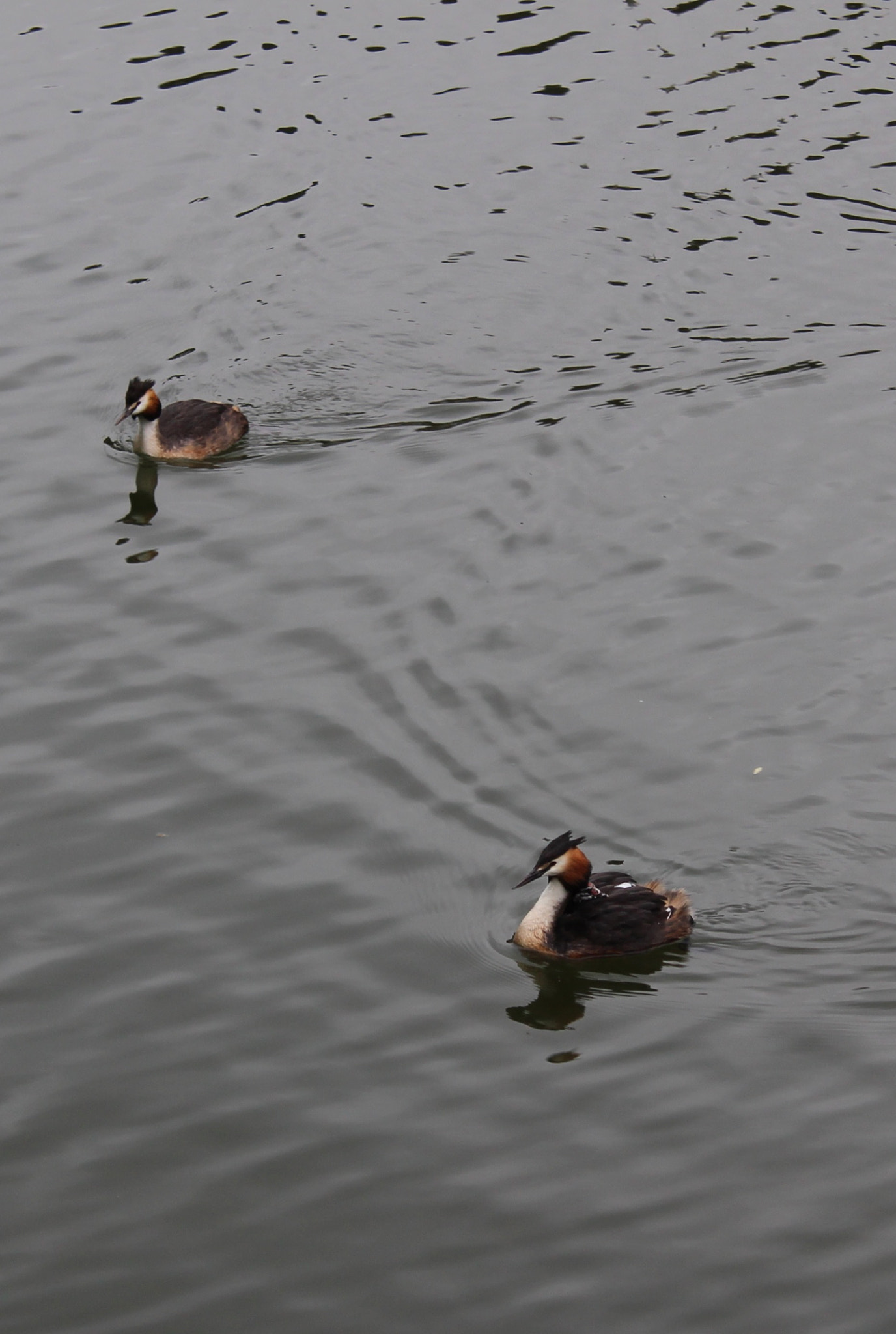 Canon EOS 100D (EOS Rebel SL1 / EOS Kiss X7) + Canon EF-S 18-55mm F3.5-5.6 III sample photo. Great crested grebe photography