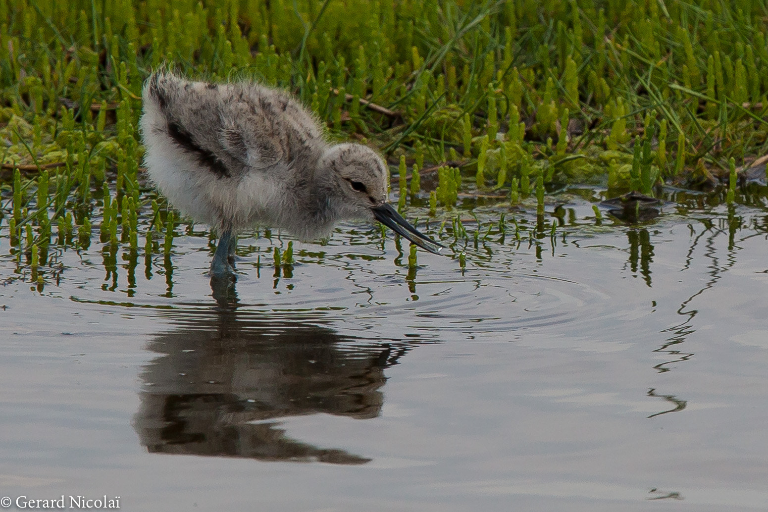 Canon EF 300mm F2.8L IS USM sample photo. Young avocet photography