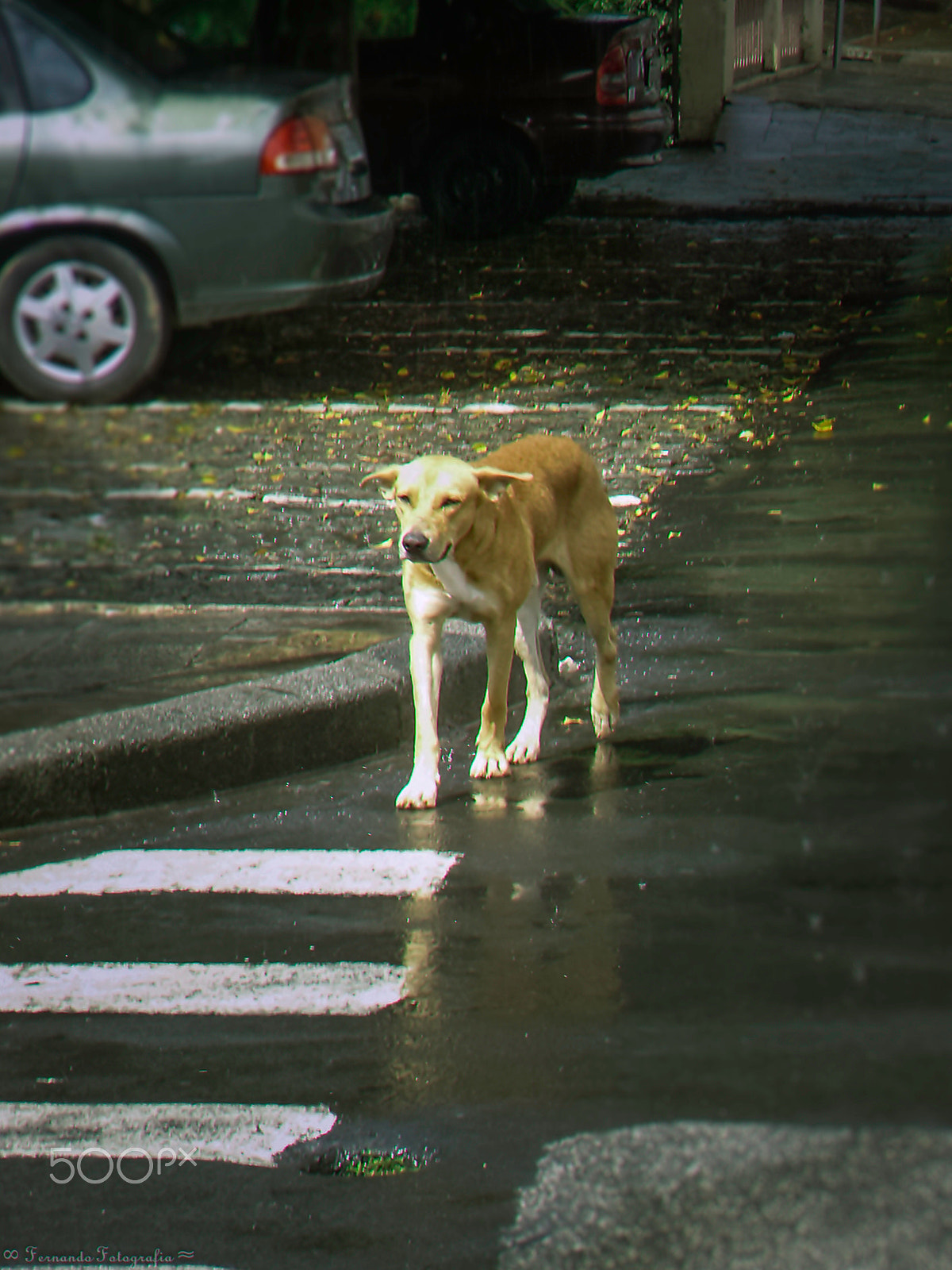 Olympus FE310,X840,C530 sample photo. Dog crosswalk photography