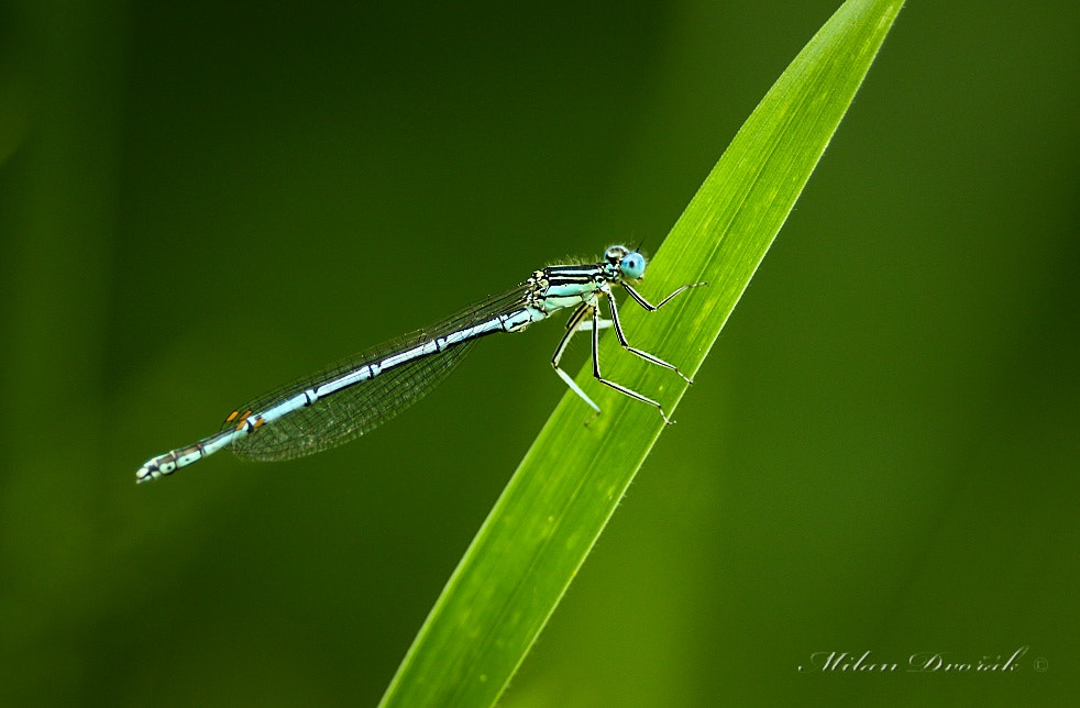 Canon EOS 7D Mark II + Canon EF 300mm F2.8L IS USM sample photo. Blue and green photography