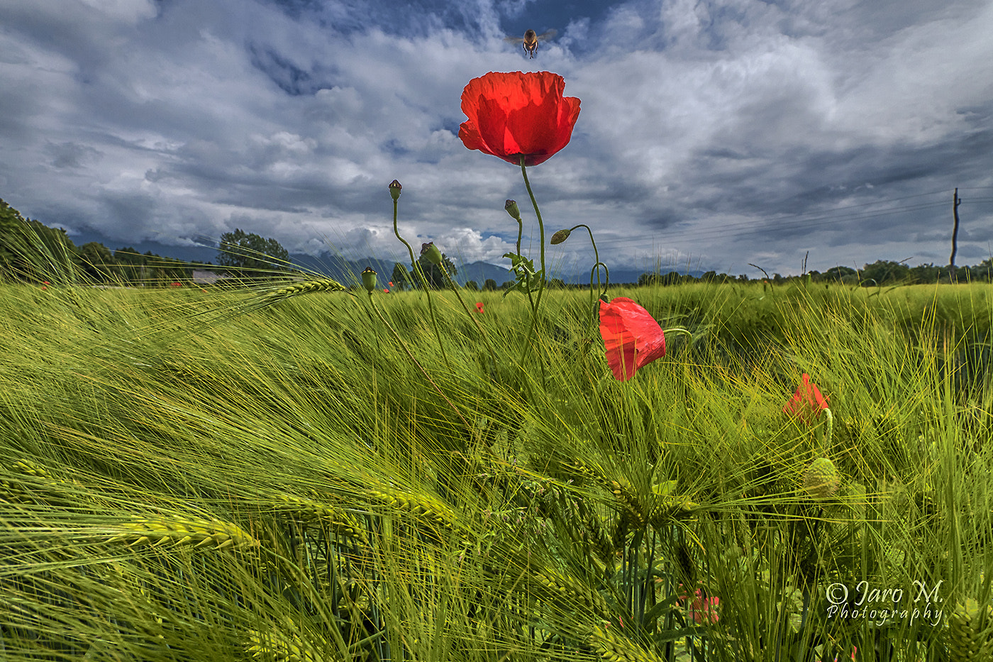 Panasonic Lumix DMC-GX8 + Panasonic Lumix G Vario 7-14mm F4 ASPH sample photo. Red-blue-green photography