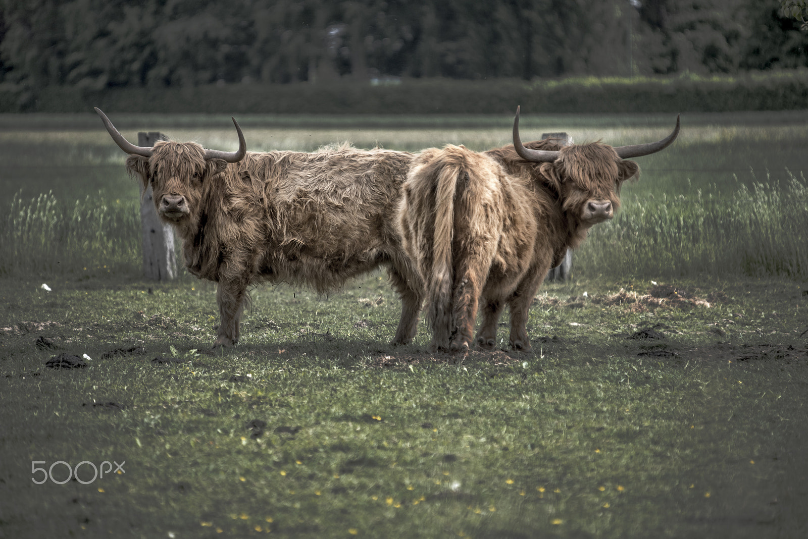 Nikon D750 + Sigma 50-500mm F4-6.3 EX APO RF HSM sample photo. Scottish highland cattle photography