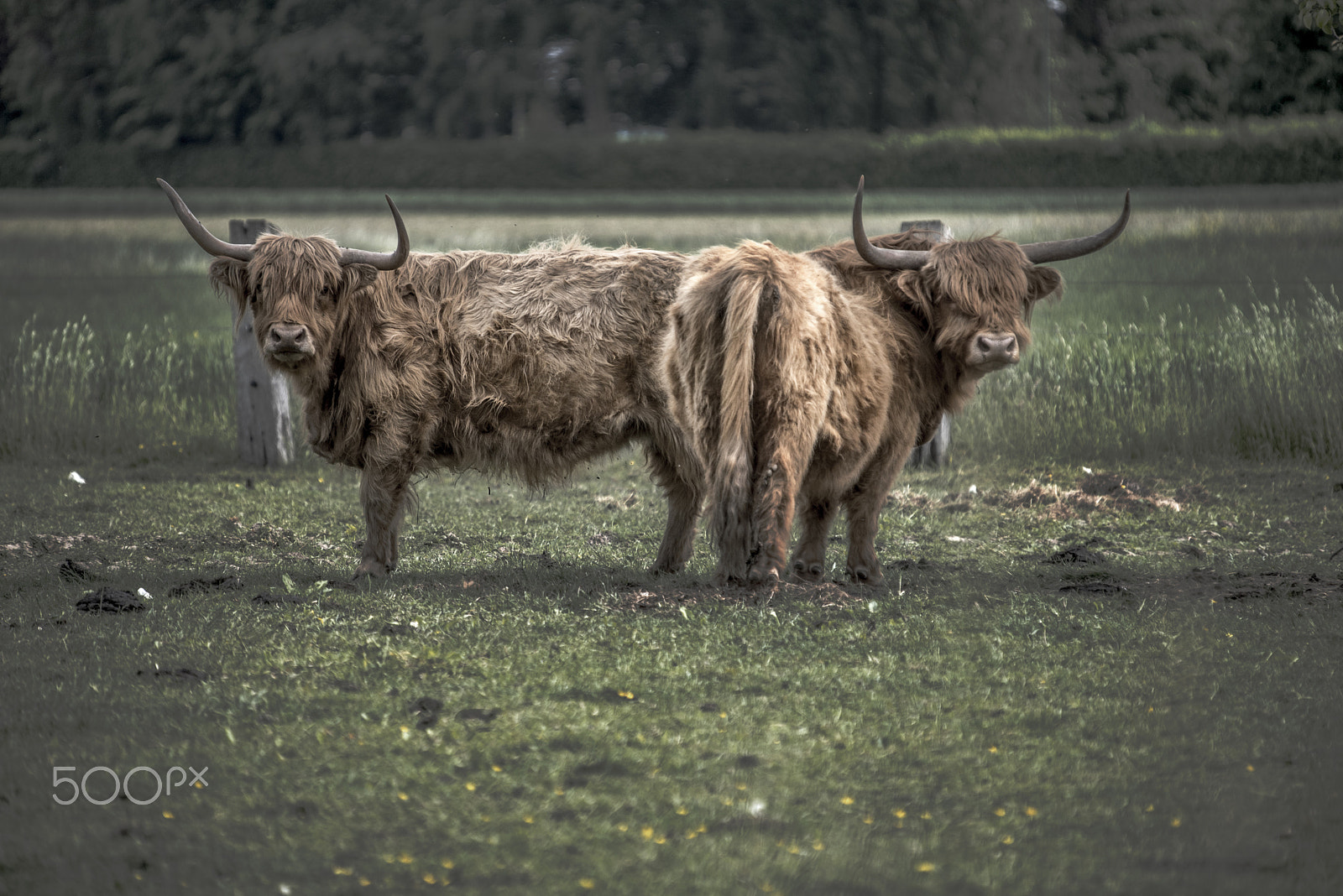 Sigma 50-500mm F4-6.3 EX APO RF HSM sample photo. Scottish highland cattle photography