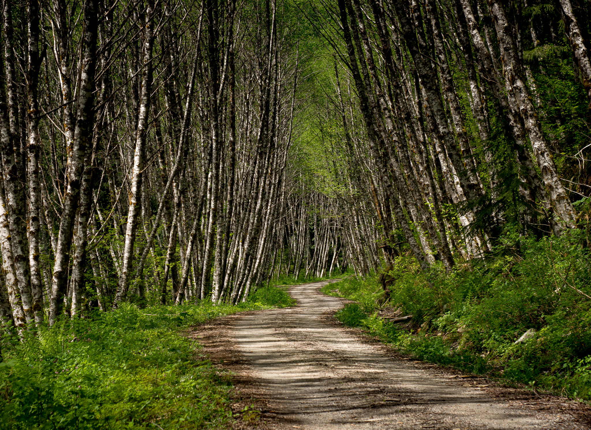 Sony SLT-A77 + Minolta AF 50mm F1.7 New sample photo. Magic of the forest photography