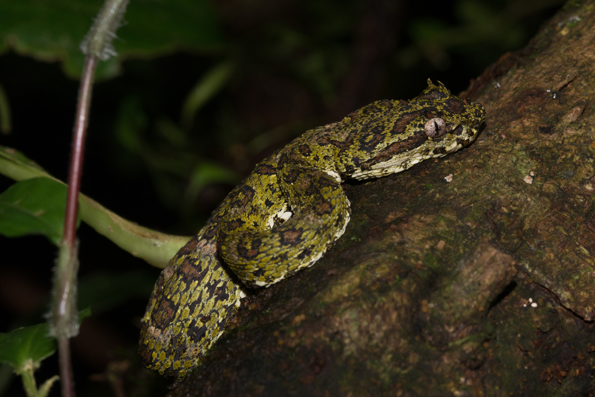Sigma 105mm F2.8 EX DG OS HSM sample photo. Eyelash pit viper photography