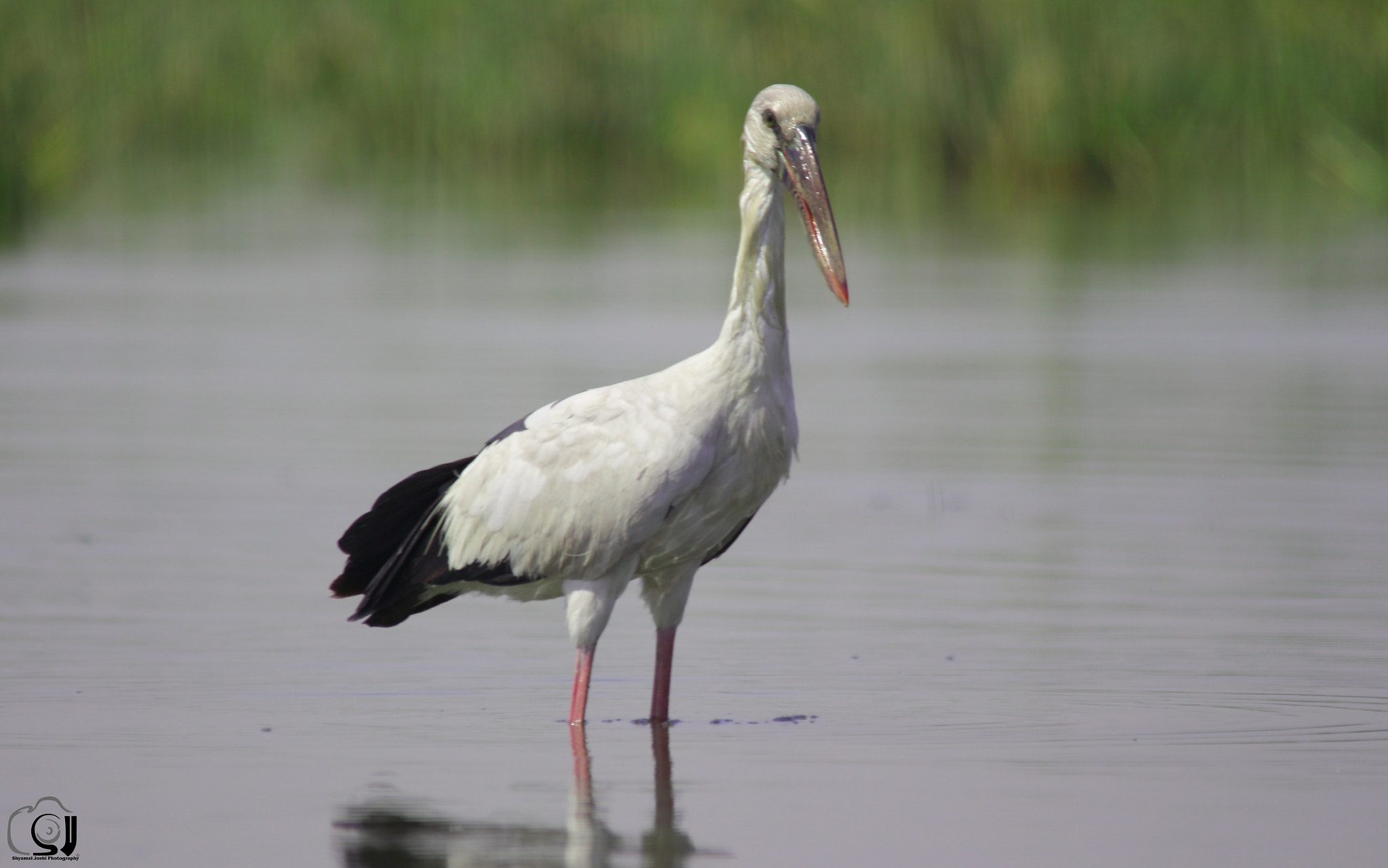 Canon EOS 700D (EOS Rebel T5i / EOS Kiss X7i) + Sigma 150-500mm F5-6.3 DG OS HSM sample photo. Name-asian openbill stork photography