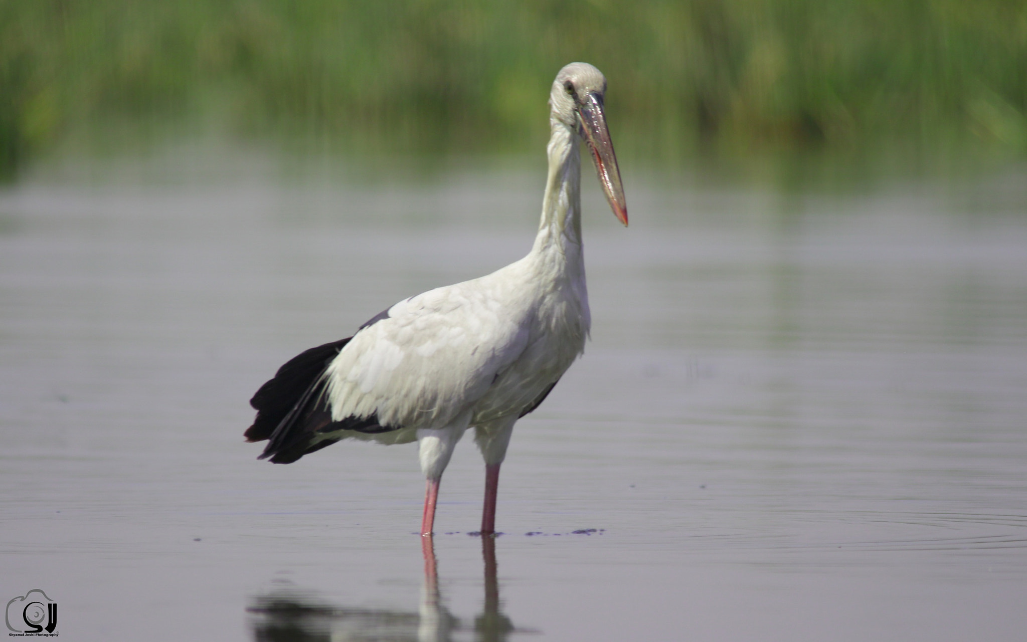 Sigma 150-500mm F5-6.3 DG OS HSM sample photo. Name-asian openbill stork photography