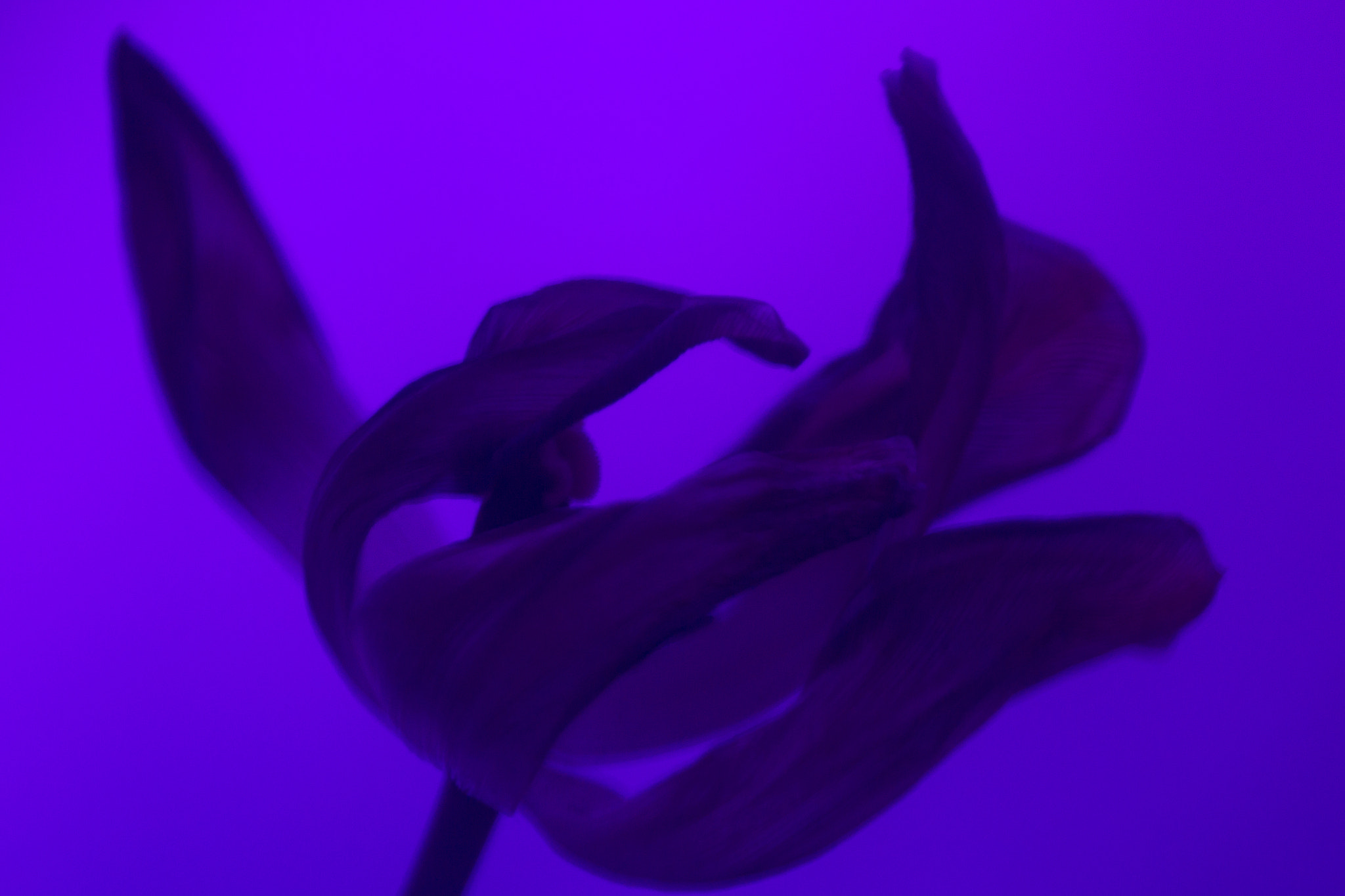 Canon EOS-1D Mark IV sample photo. Purple photography
