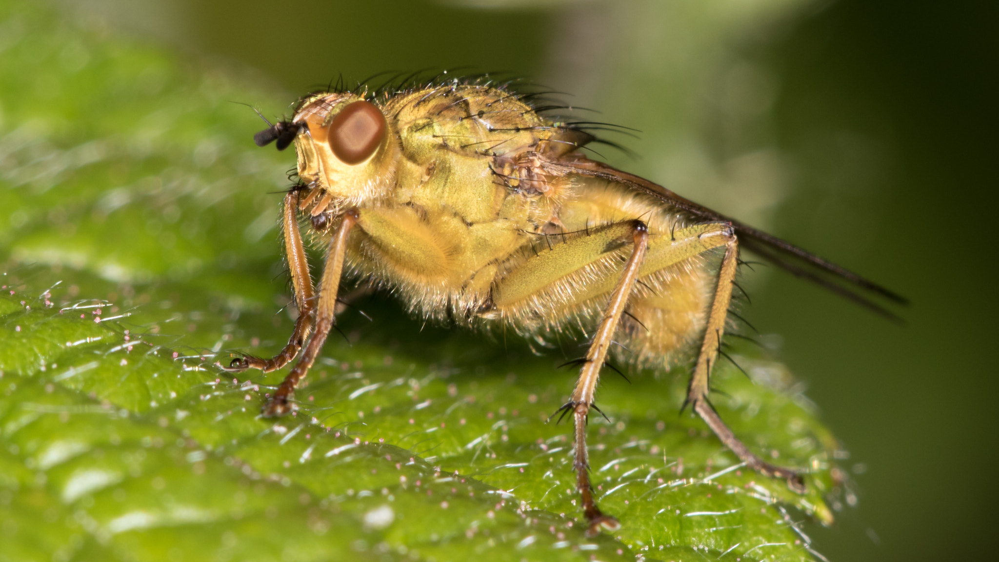 Sigma APO Macro 150mm f/2.8 EX DG HSM sample photo. Golden dung fly photography