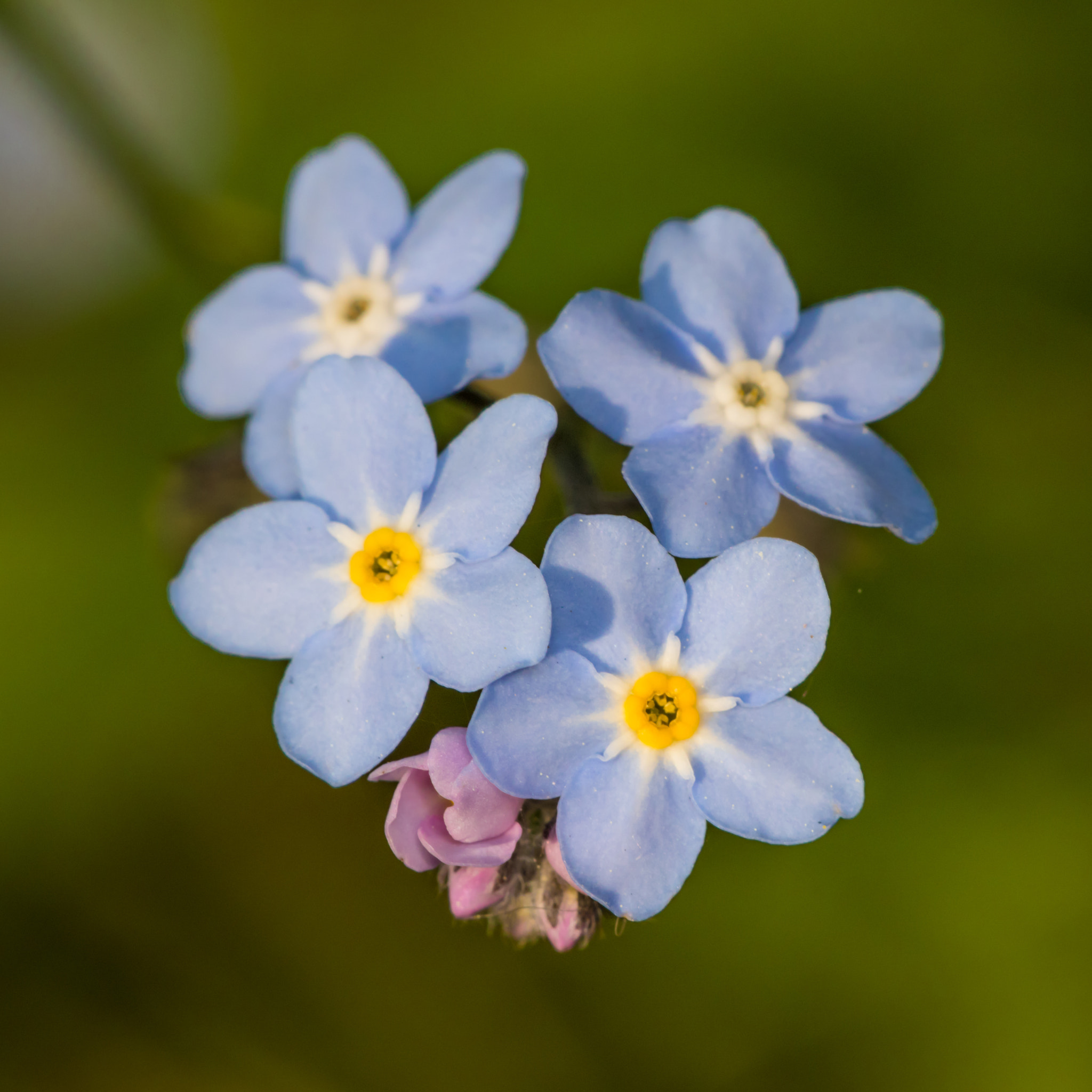 Sigma APO Macro 150mm f/2.8 EX DG HSM sample photo. Woodland flowers photography