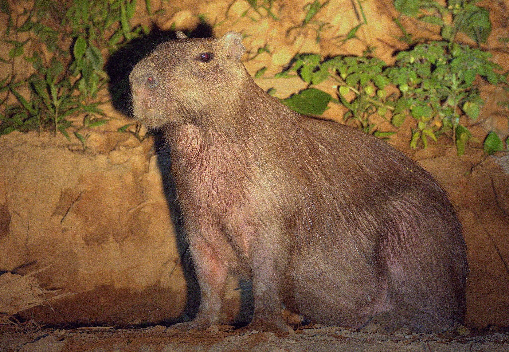 Canon EF 100-400mm F4.5-5.6L IS II USM sample photo. Capybara at night photography