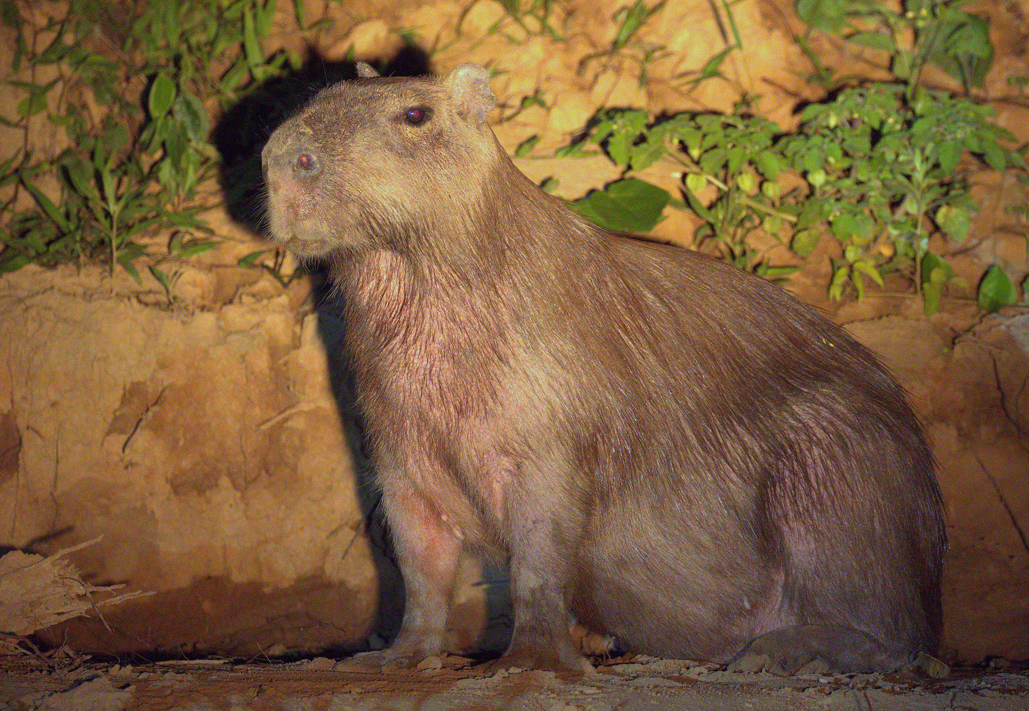 Canon EOS 7D Mark II + Canon EF 100-400mm F4.5-5.6L IS II USM sample photo. Capybara at night photography