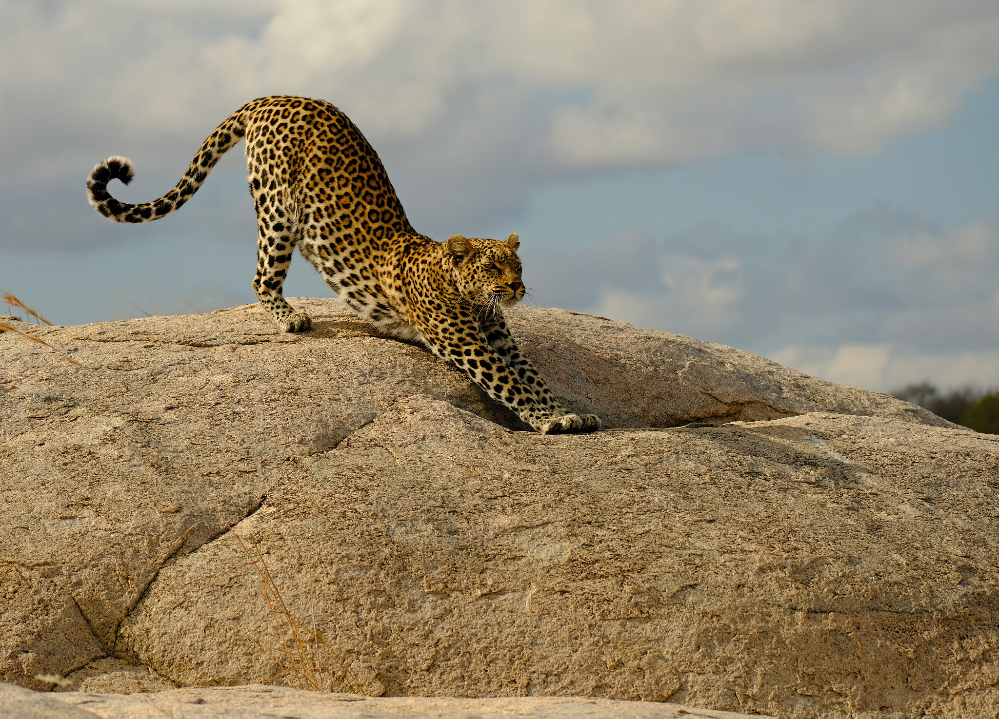 Fujifilm XF 100-400mm F4.5-5.6 R LM OIS WR sample photo. Morning stretch photography