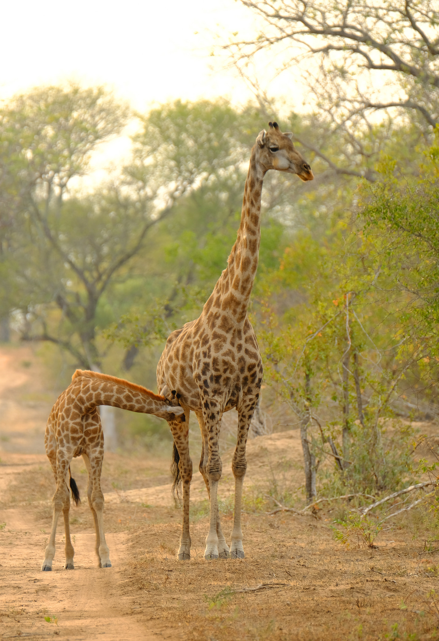 Fujifilm XF 100-400mm F4.5-5.6 R LM OIS WR sample photo. Nursing giraffe photography
