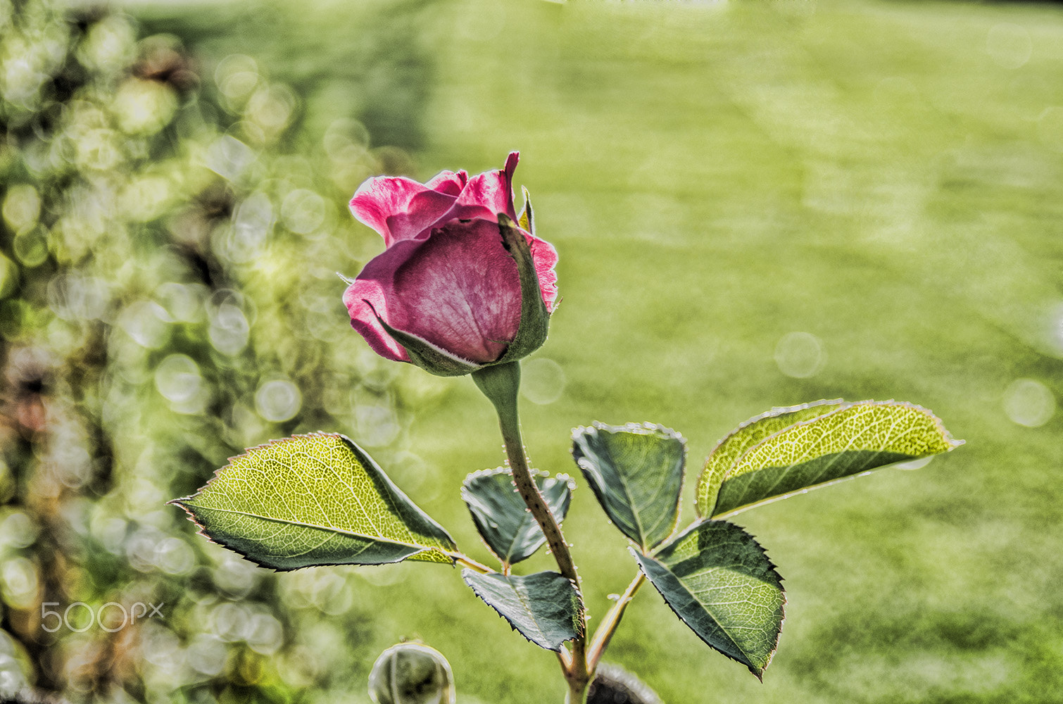 AF Zoom-Nikkor 28-80mm f/3.3-5.6G sample photo. Pink flower photography