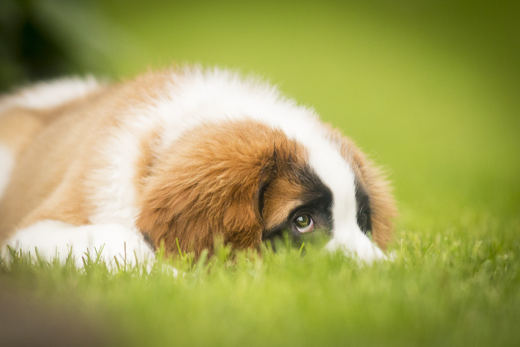 Canon EF 200mm f/1.8L sample photo. Saint bernard pup photography