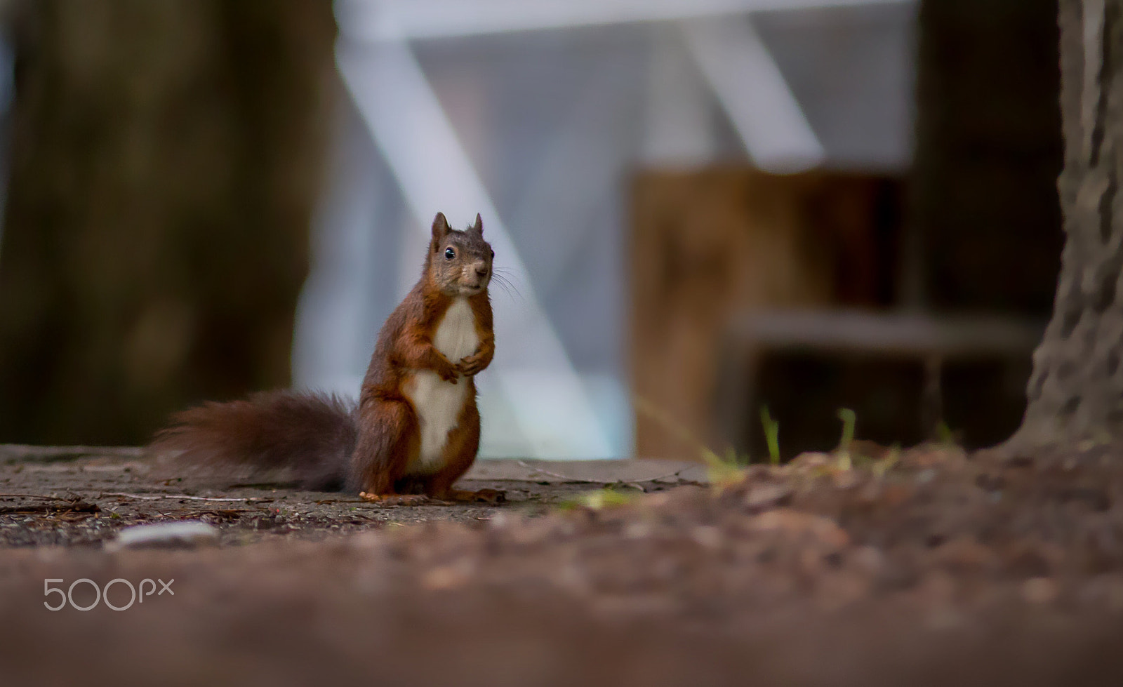 Sigma 70-200mm F2.8 EX DG OS HSM sample photo. Polite squirrel photography