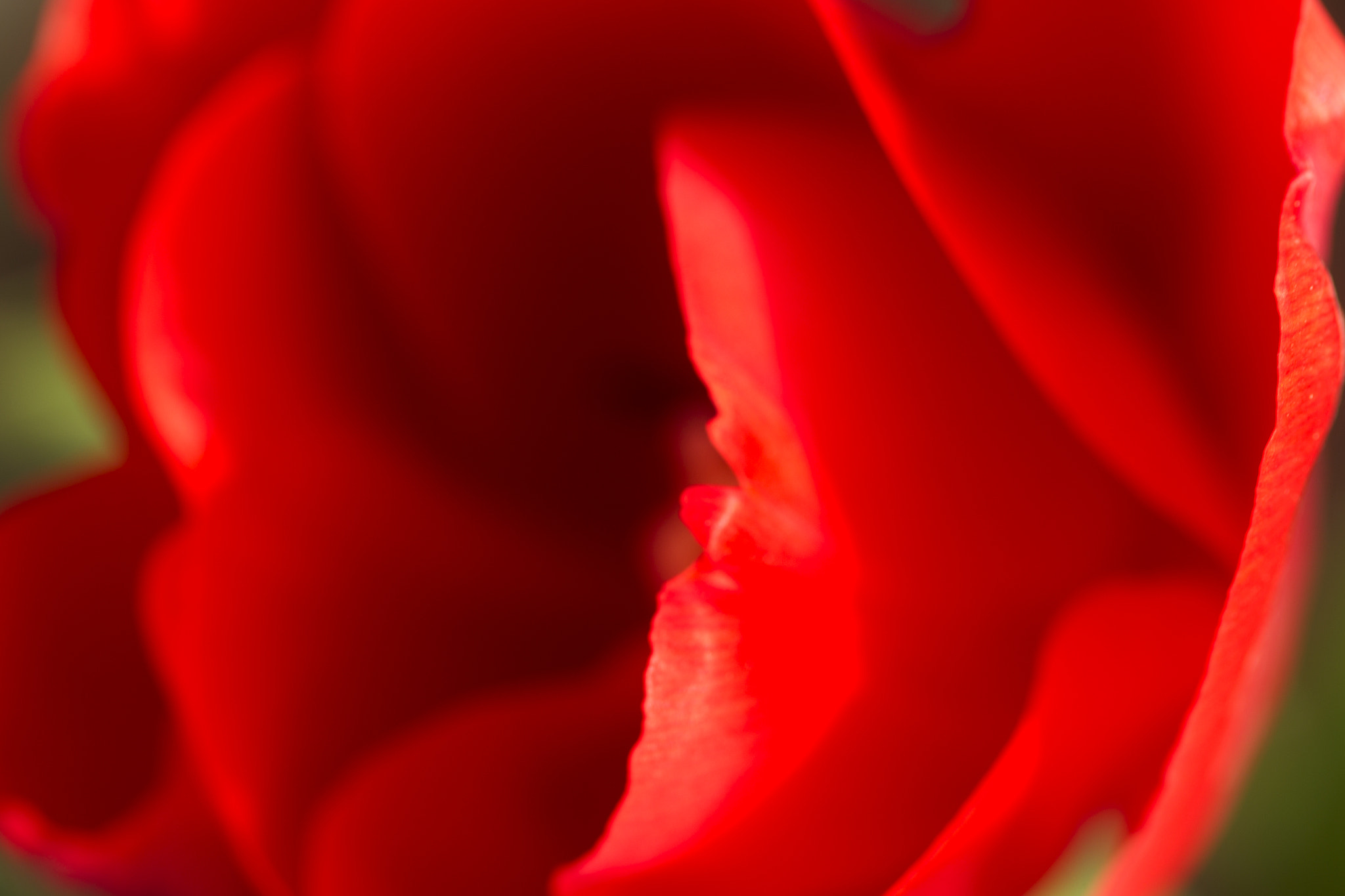 Canon EOS-1D Mark IV sample photo. Deep red photography
