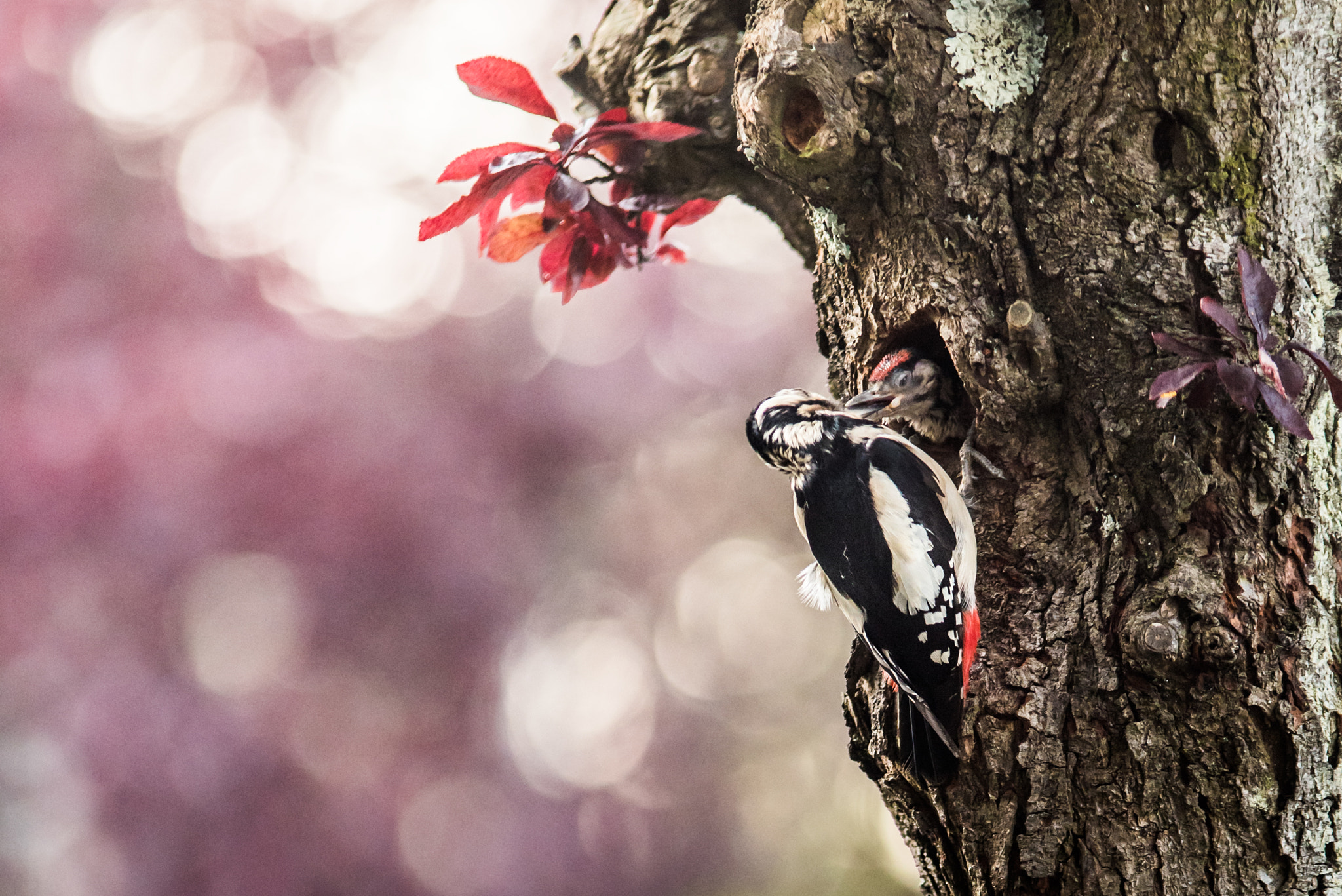 Sigma 70-200mm F2.8 EX DG OS HSM sample photo. Great spotted woodpecker photography