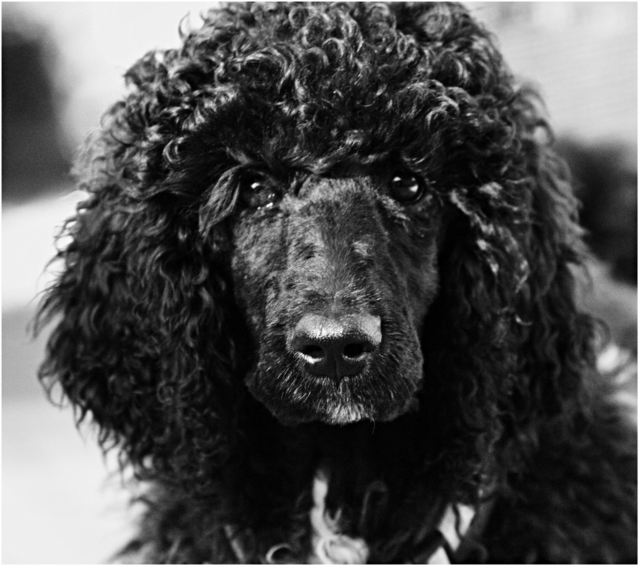 70.00 - 300.00 mm f/4.0 - 5.6 sample photo. The dog named the devil... photography