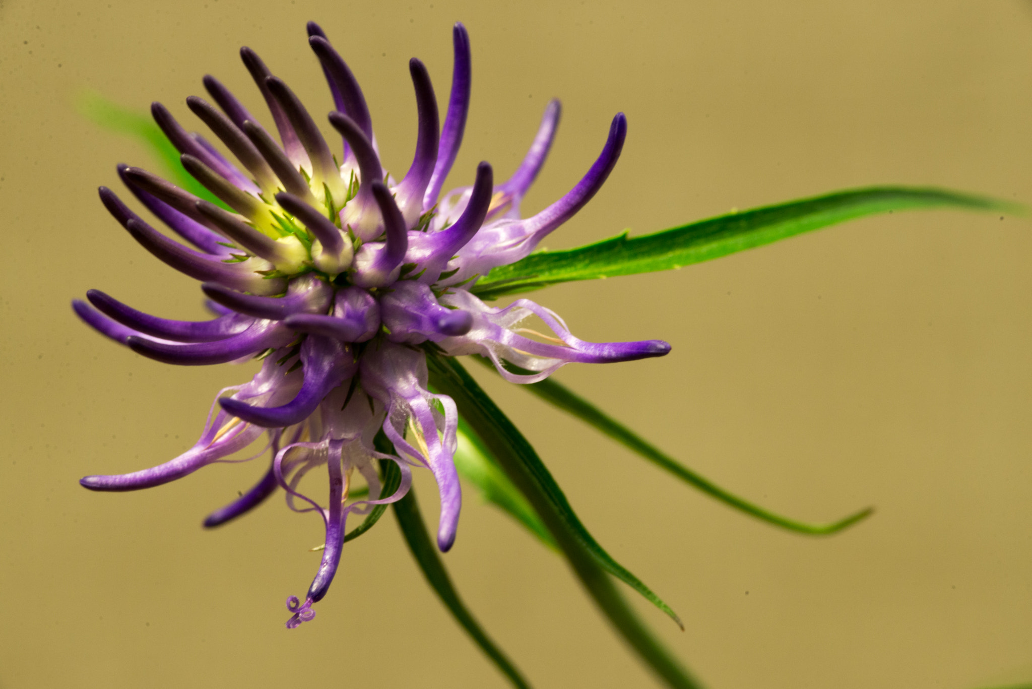 Nikon D600 + Sigma 105mm F2.8 EX DG Macro sample photo. Pretty in purple photography