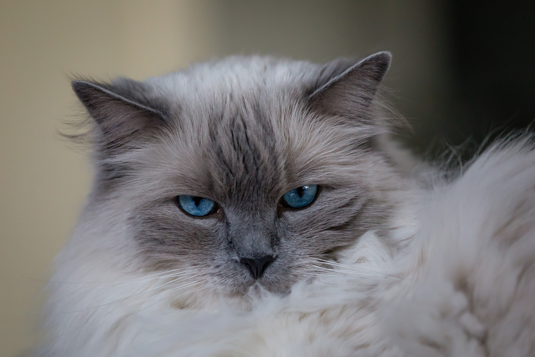 Canon EF 100-400mm F4.5-5.6L IS II USM sample photo
