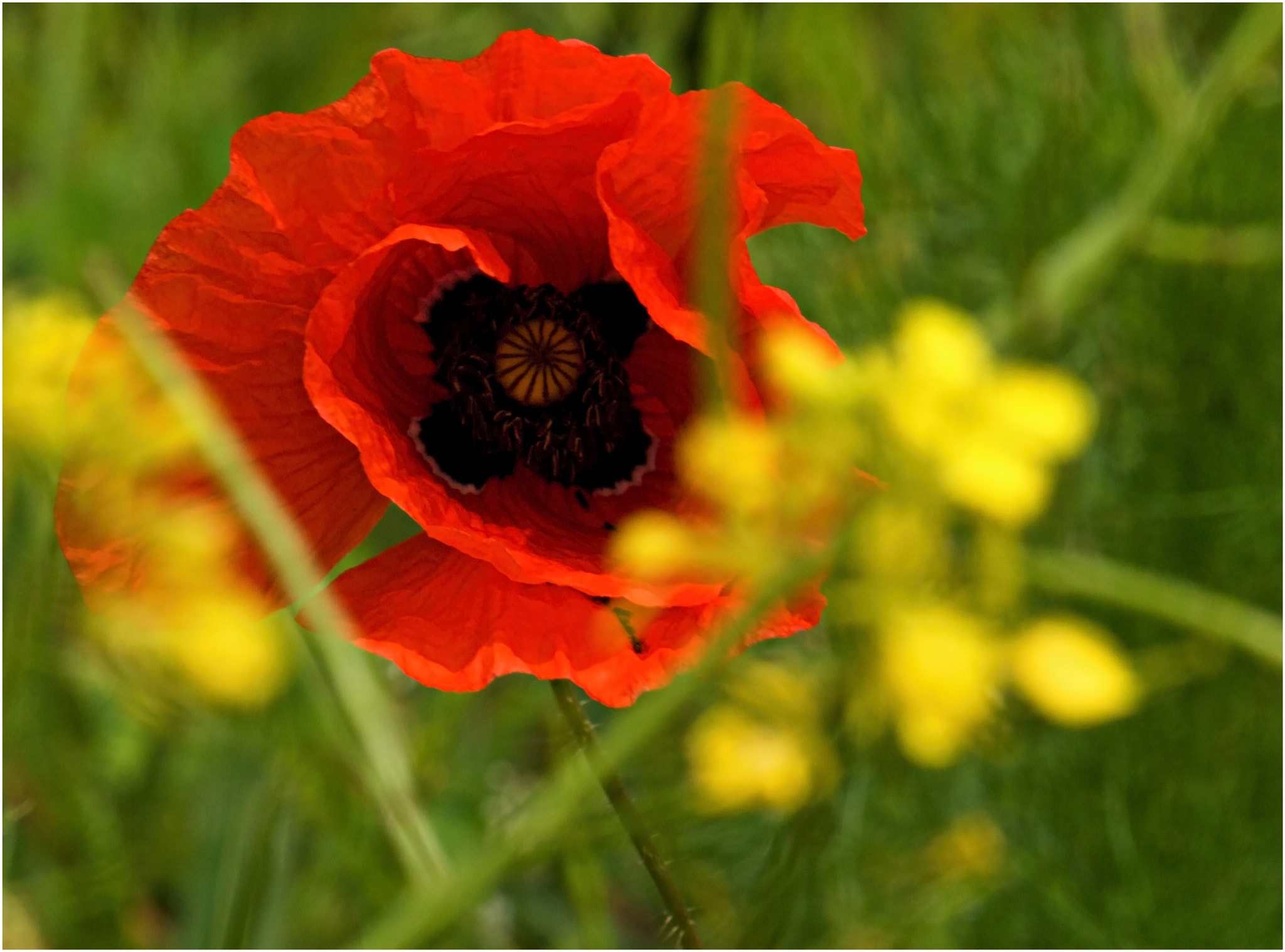 40.00 - 150.00 mm f/4.0 - 5.6 sample photo. The poppy.... photography