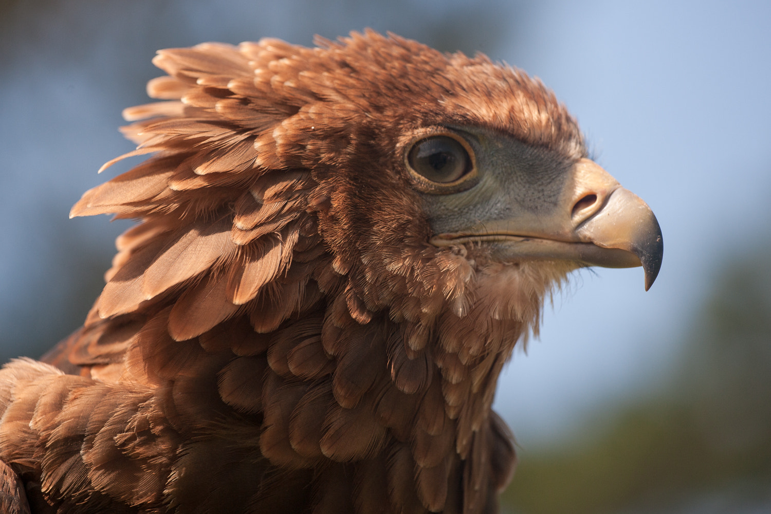 Canon EOS-1Ds Mark II sample photo. Bird photography