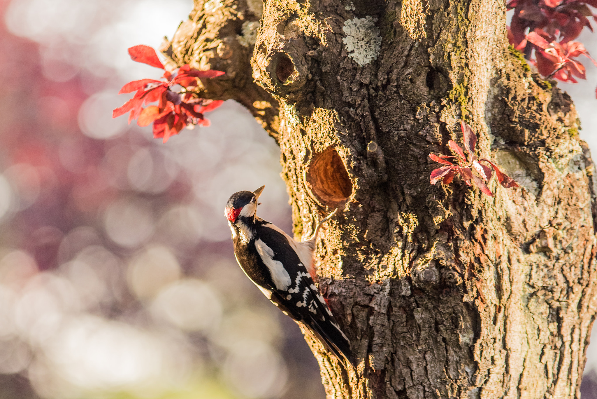 Sigma 70-200mm F2.8 EX DG OS HSM sample photo. Great spotted woodpecker photography