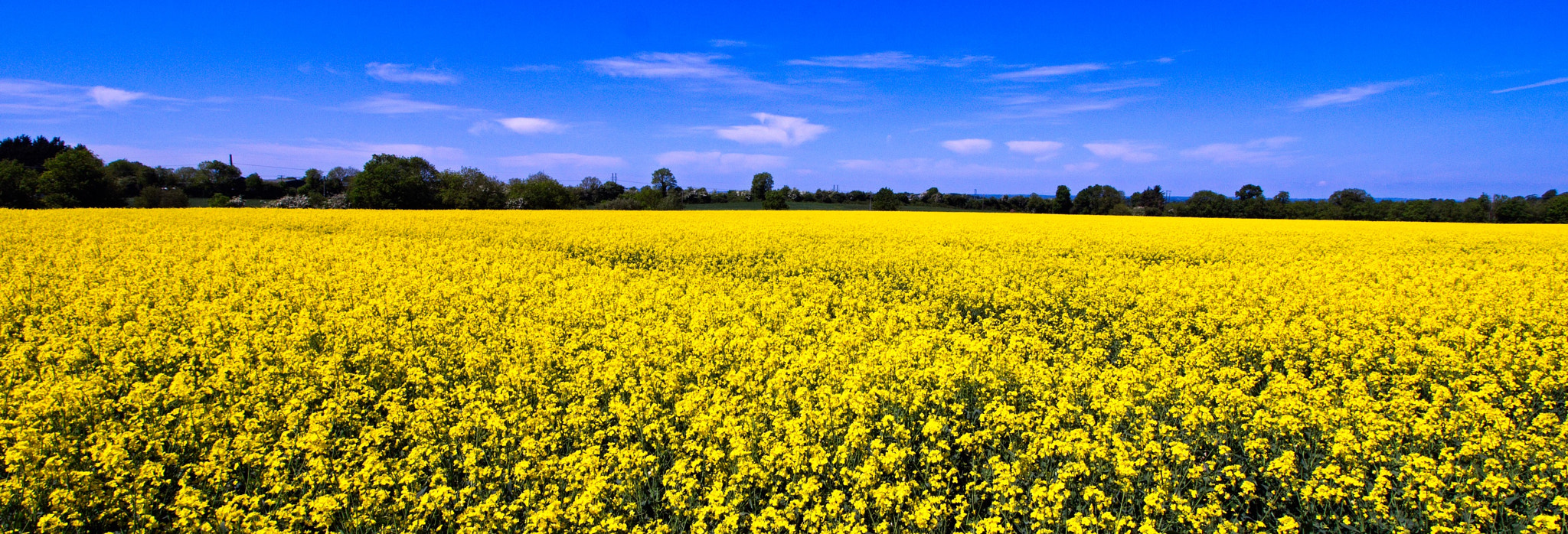 Canon EOS 550D (EOS Rebel T2i / EOS Kiss X4) + Canon EF-S 10-18mm F4.5–5.6 IS STM sample photo. Irish yellow photography