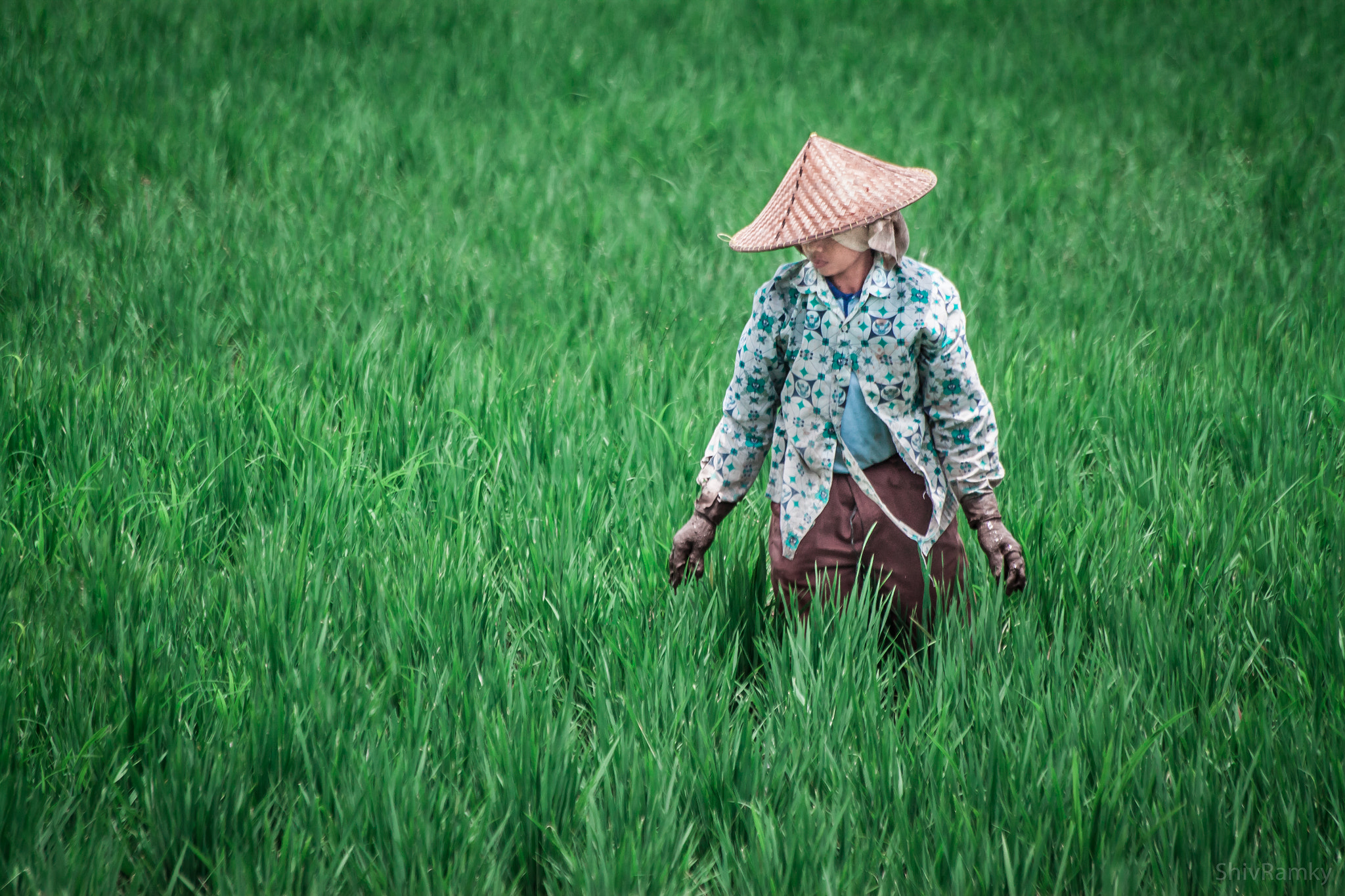 Sigma 70-300mm F4-5.6 APO DG Macro sample photo. Farmer in ubud, bali, indonesia photography