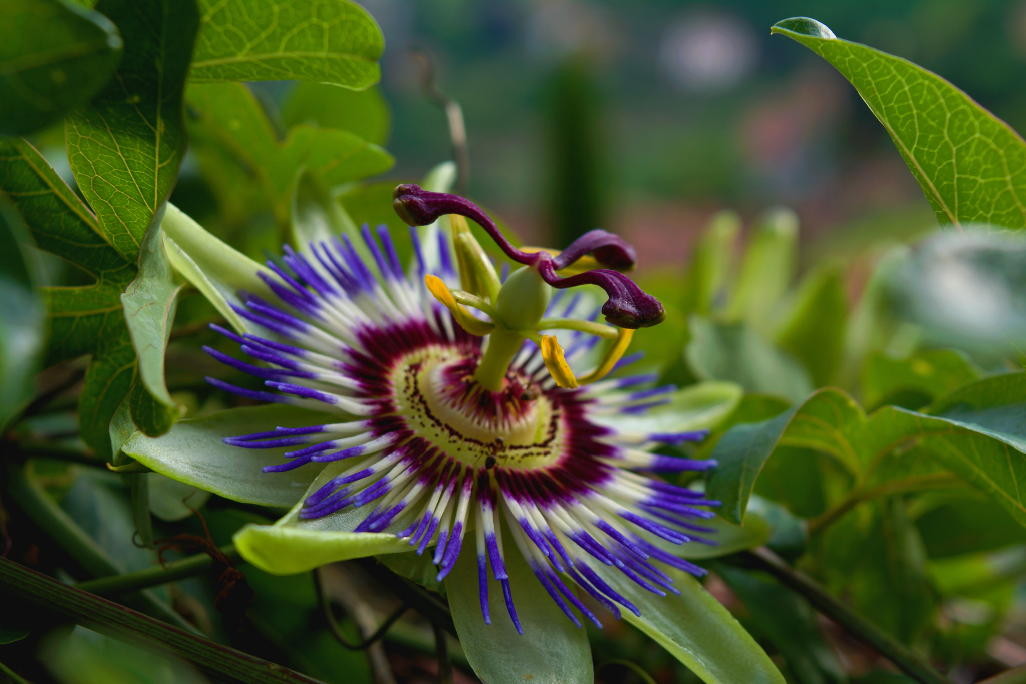 18.00 - 55.00 mm f/3.5 - 5.6 sample photo. Passion flower photography