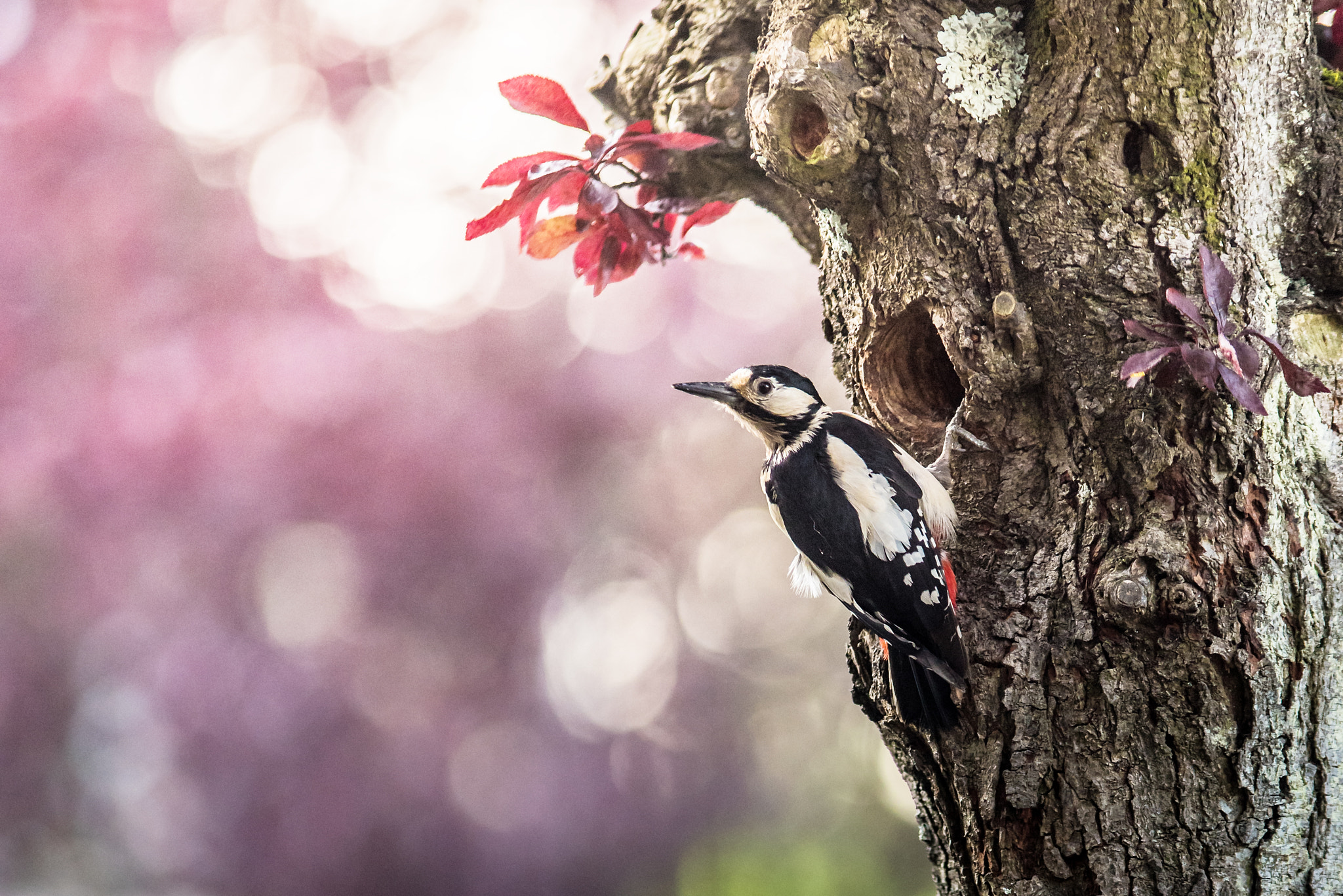 Nikon D810 + Sigma 70-200mm F2.8 EX DG OS HSM sample photo. Great spotted woodpecker photography