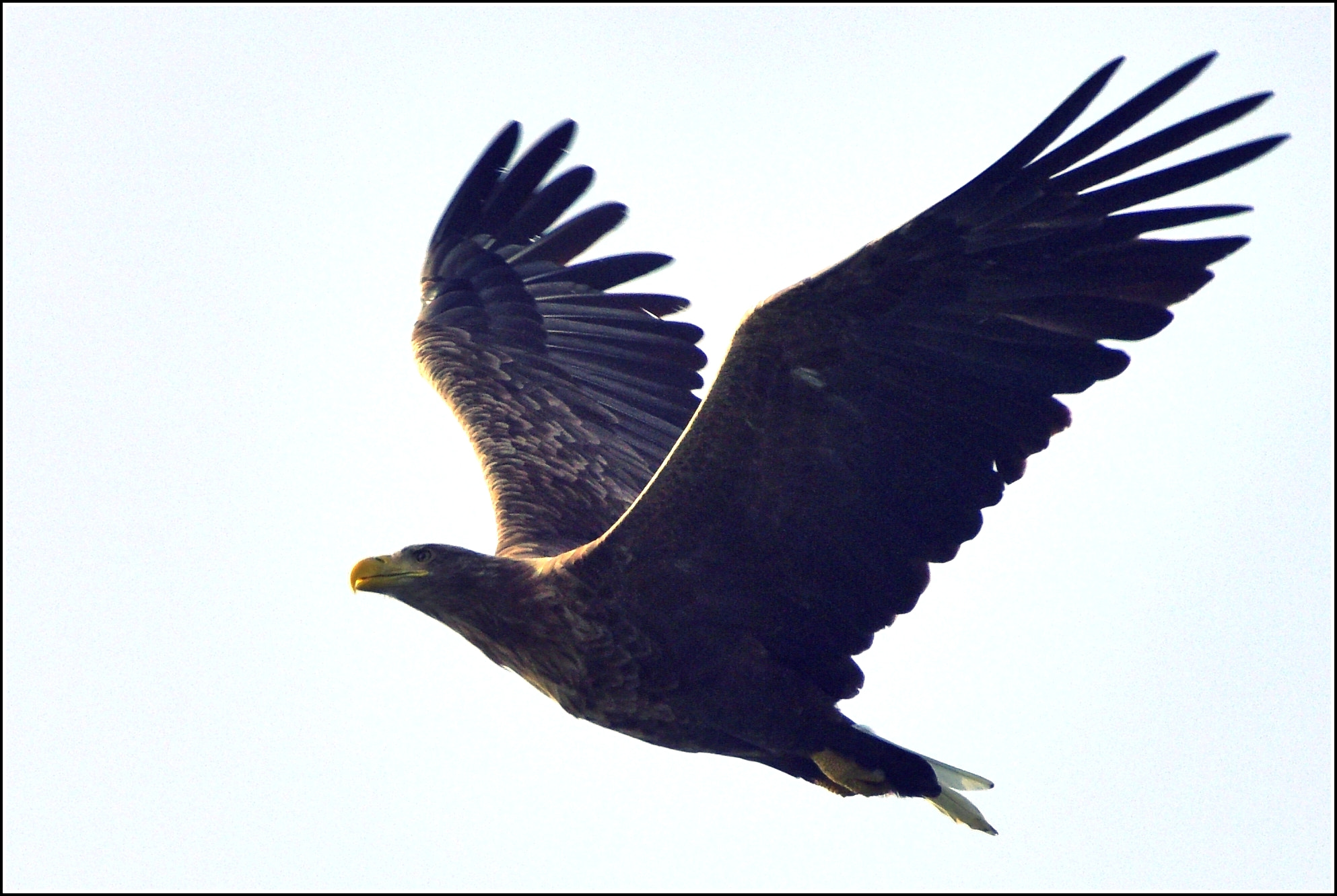 Sigma 50-500mm F4.5-6.3 DG OS HSM sample photo. Adler photography